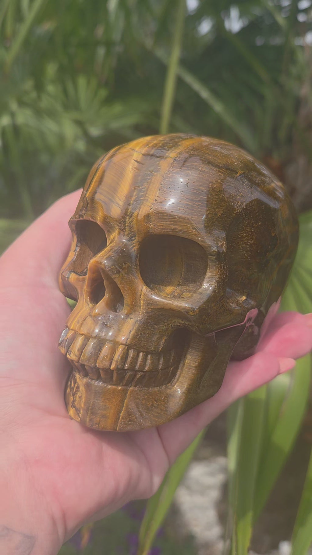 A++ kwaliteit tijgeroog skull