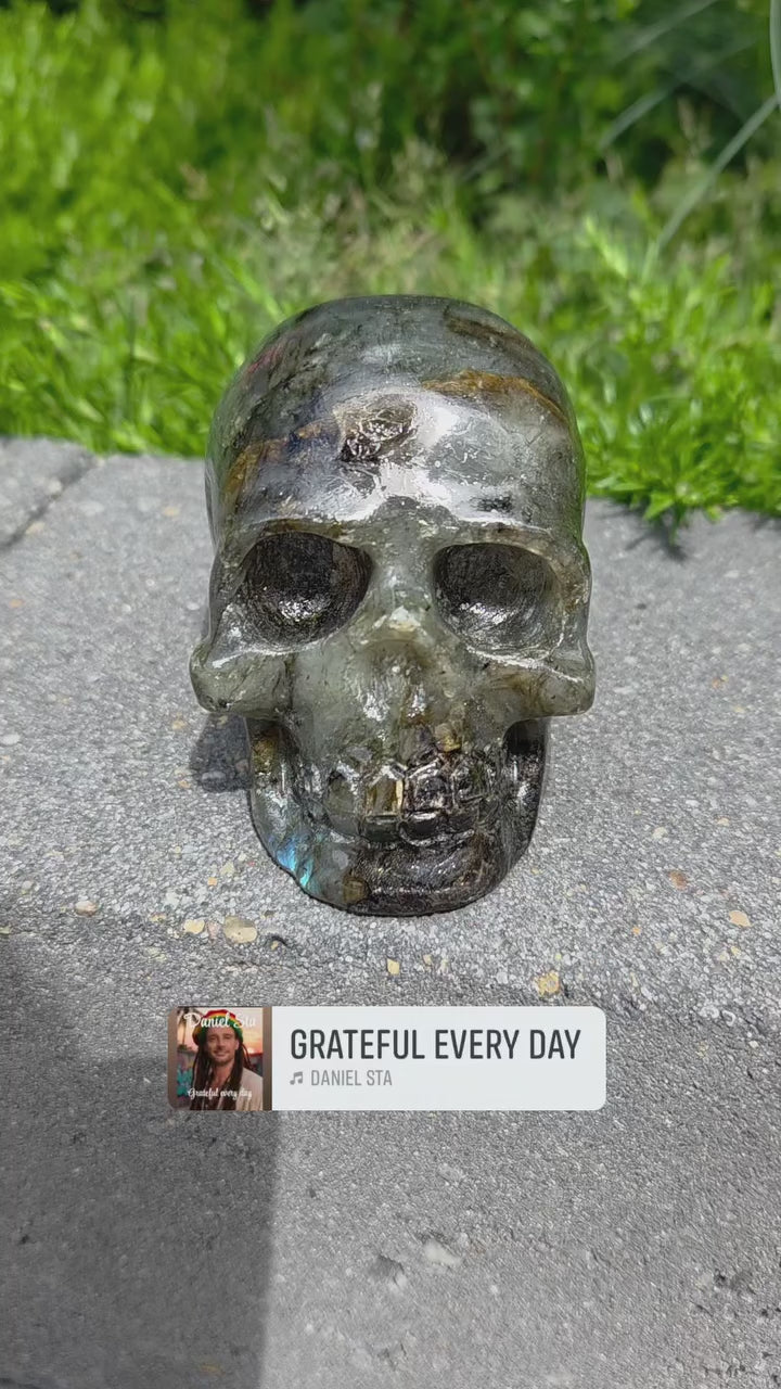 Labradoriet skull