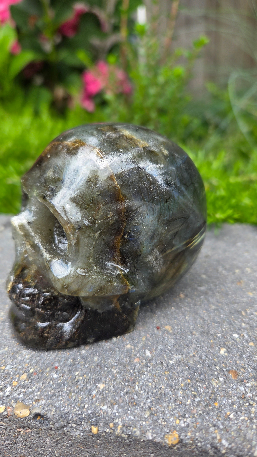 Labradoriet skull