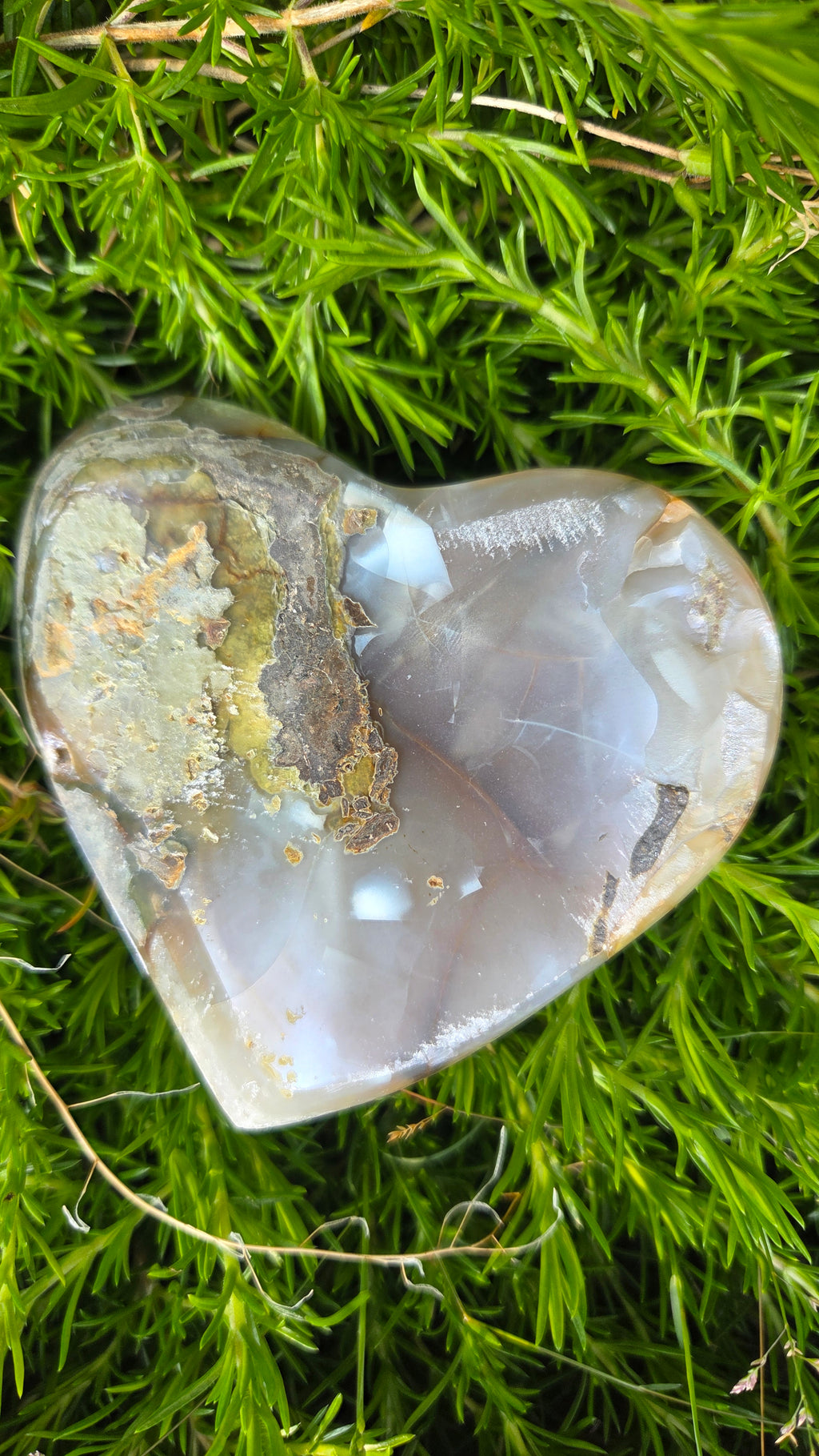 Angel aura hart