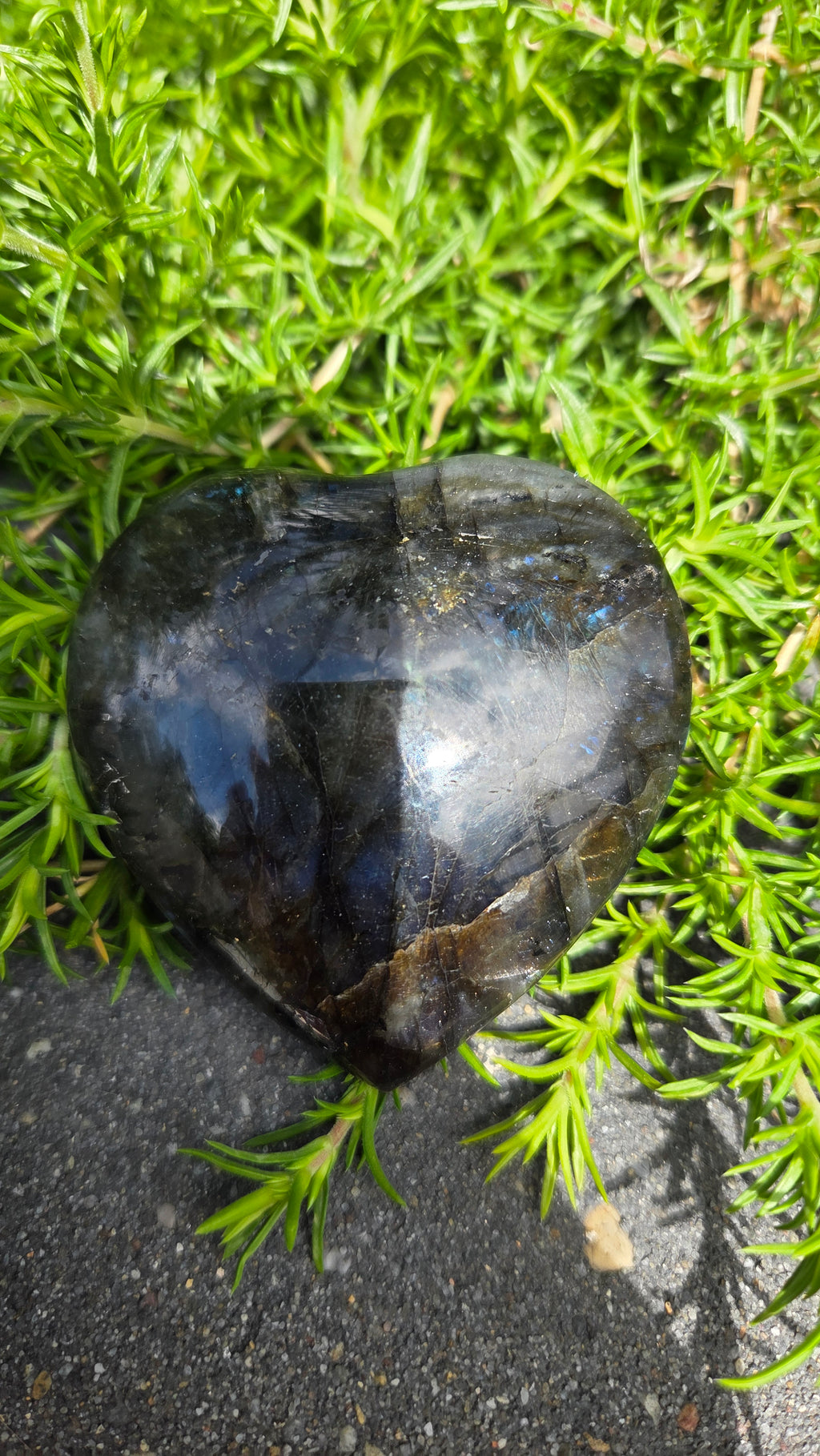 Labradoriet hart