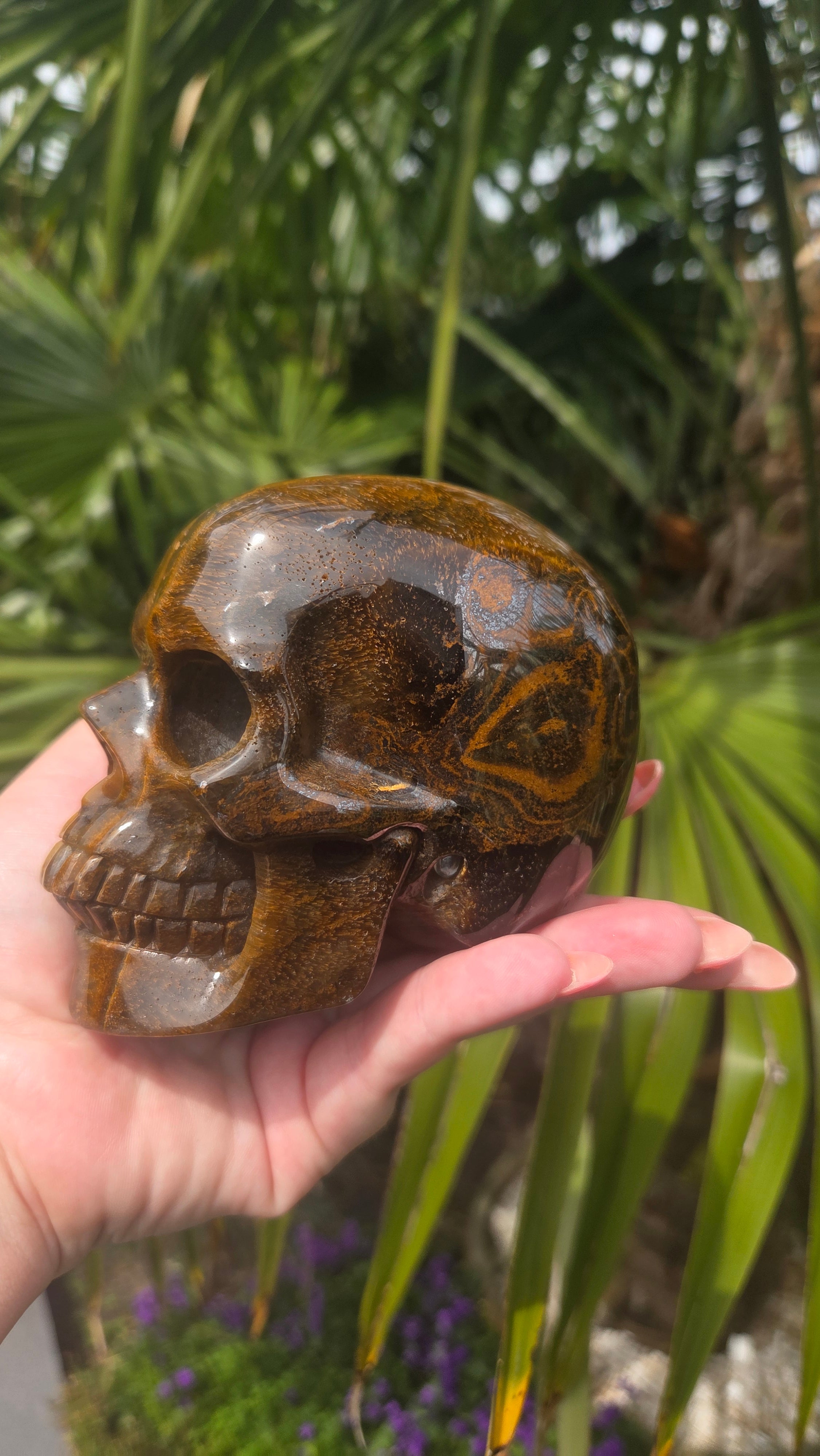 A++ kwaliteit tijgeroog skull