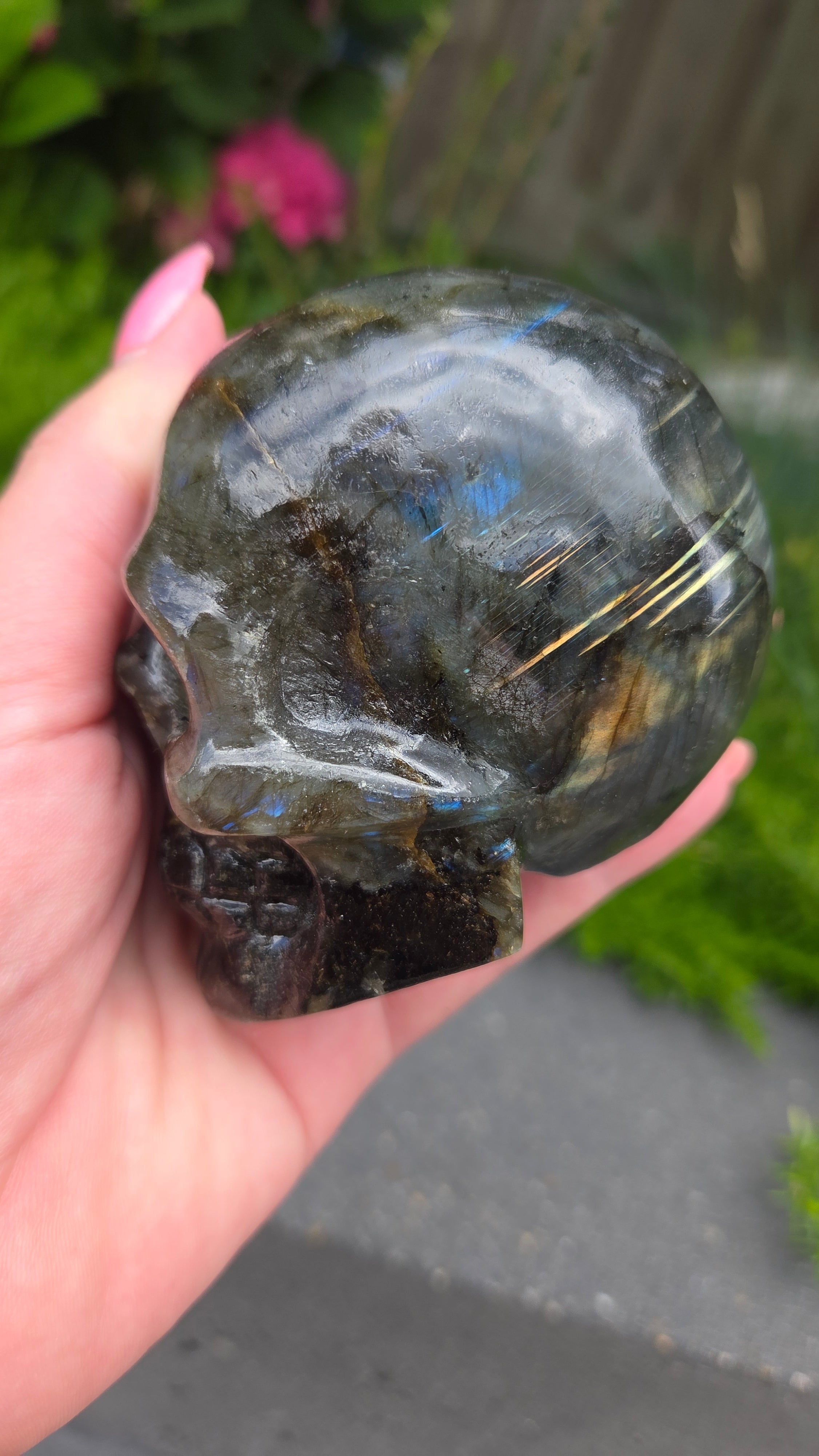 Labradoriet skull