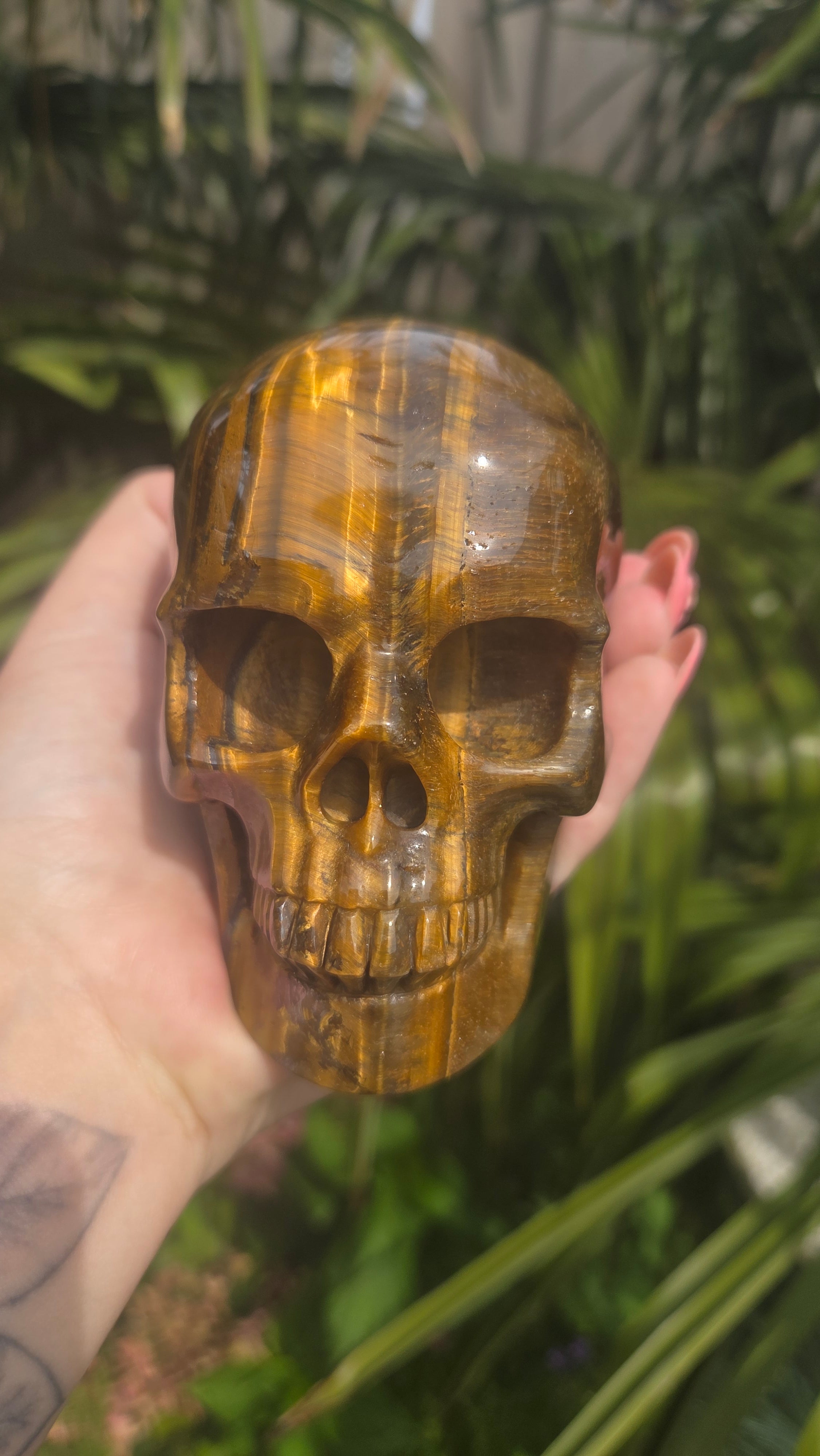A++ kwaliteit tijgeroog skull