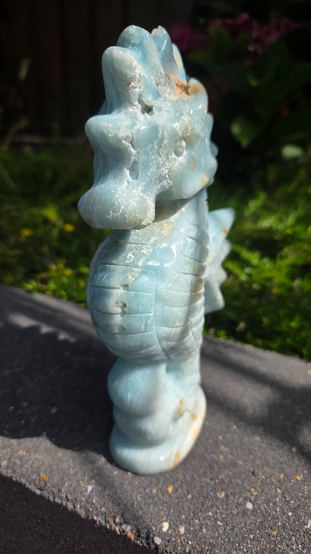 XL amazoniet Zeepaard zeldzaam