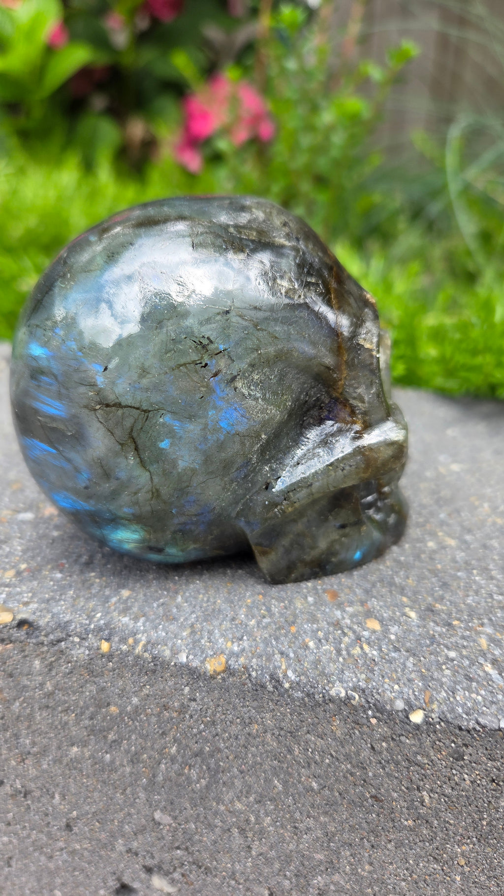 Labradoriet skull