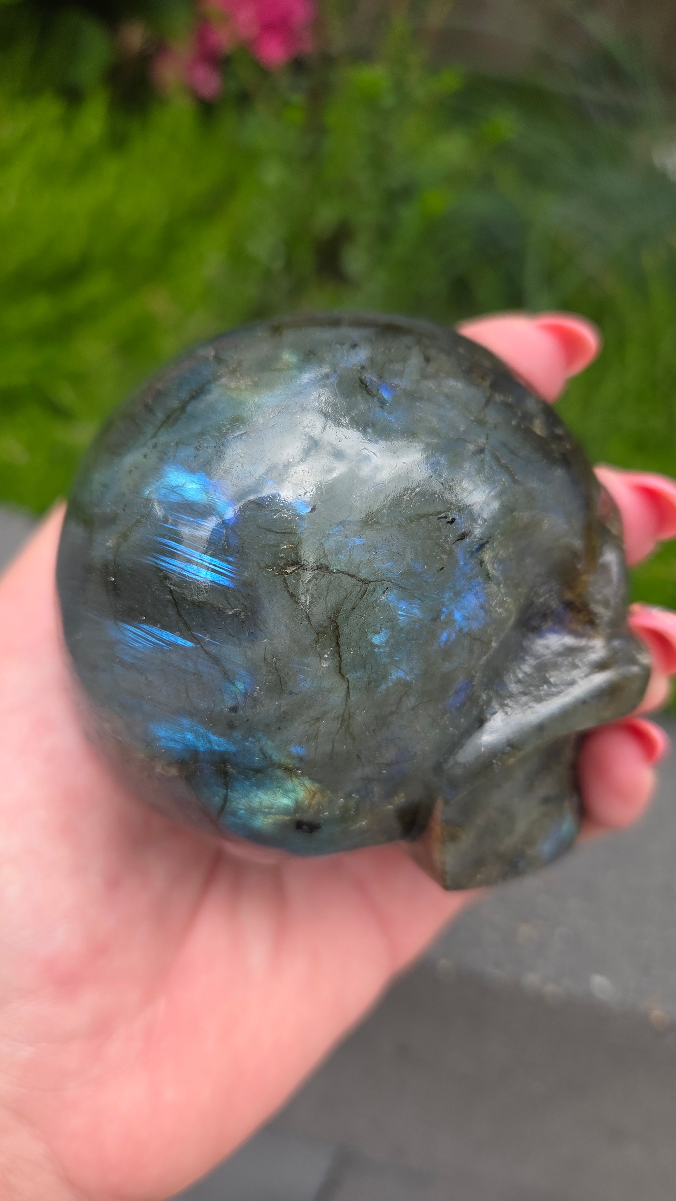 Labradoriet skull