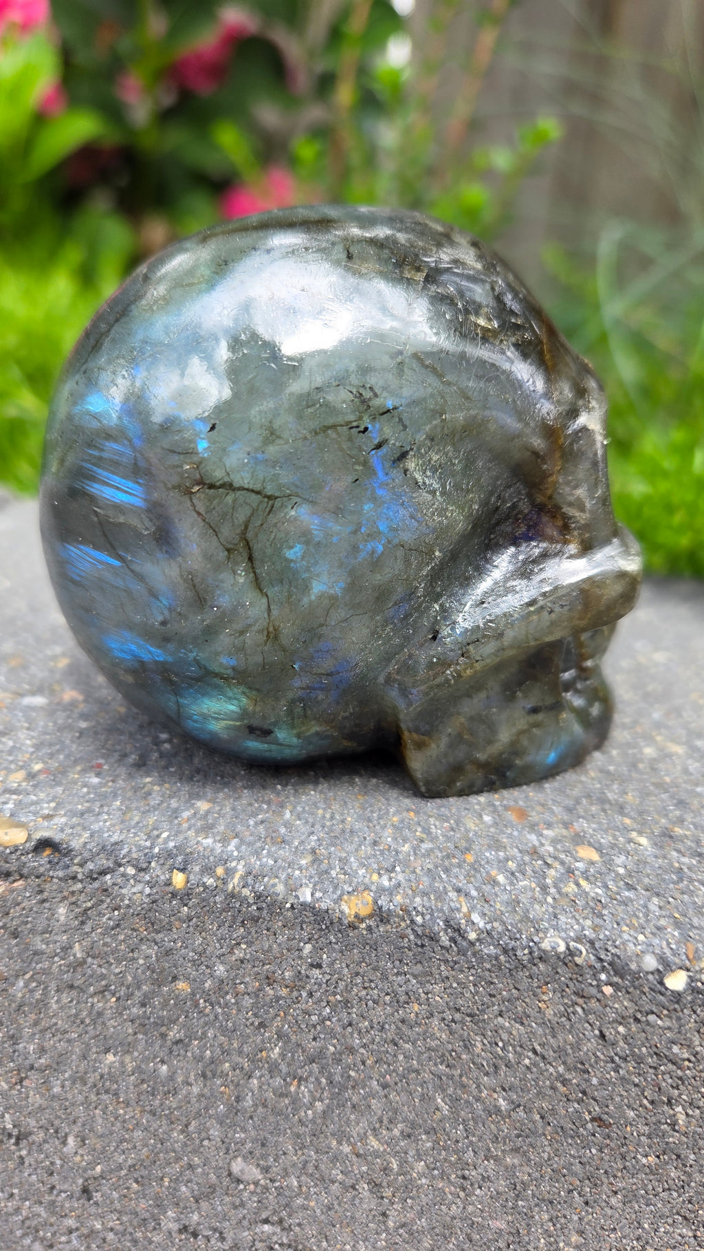 Labradoriet skull