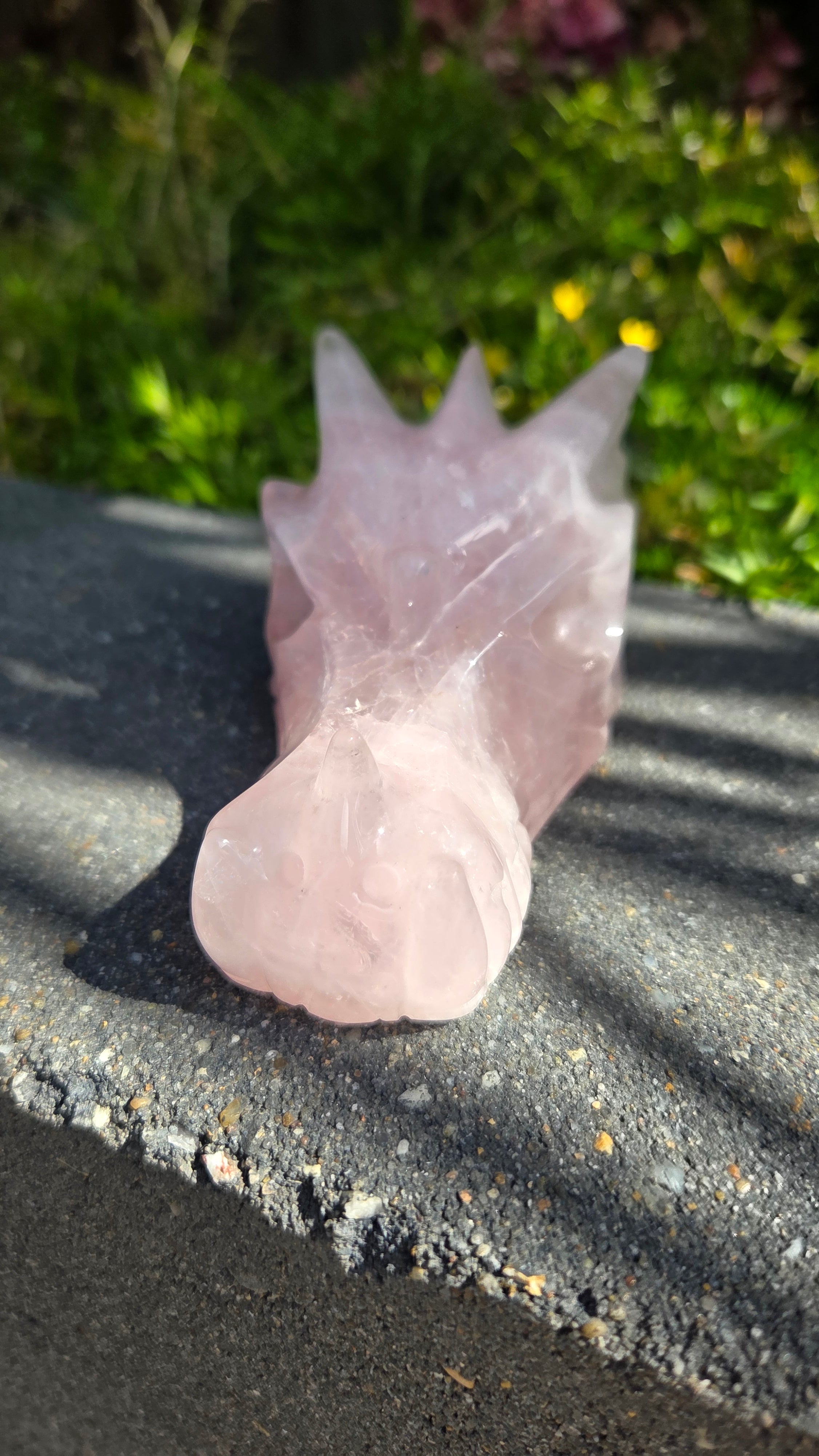 AA rozenkwarts draak