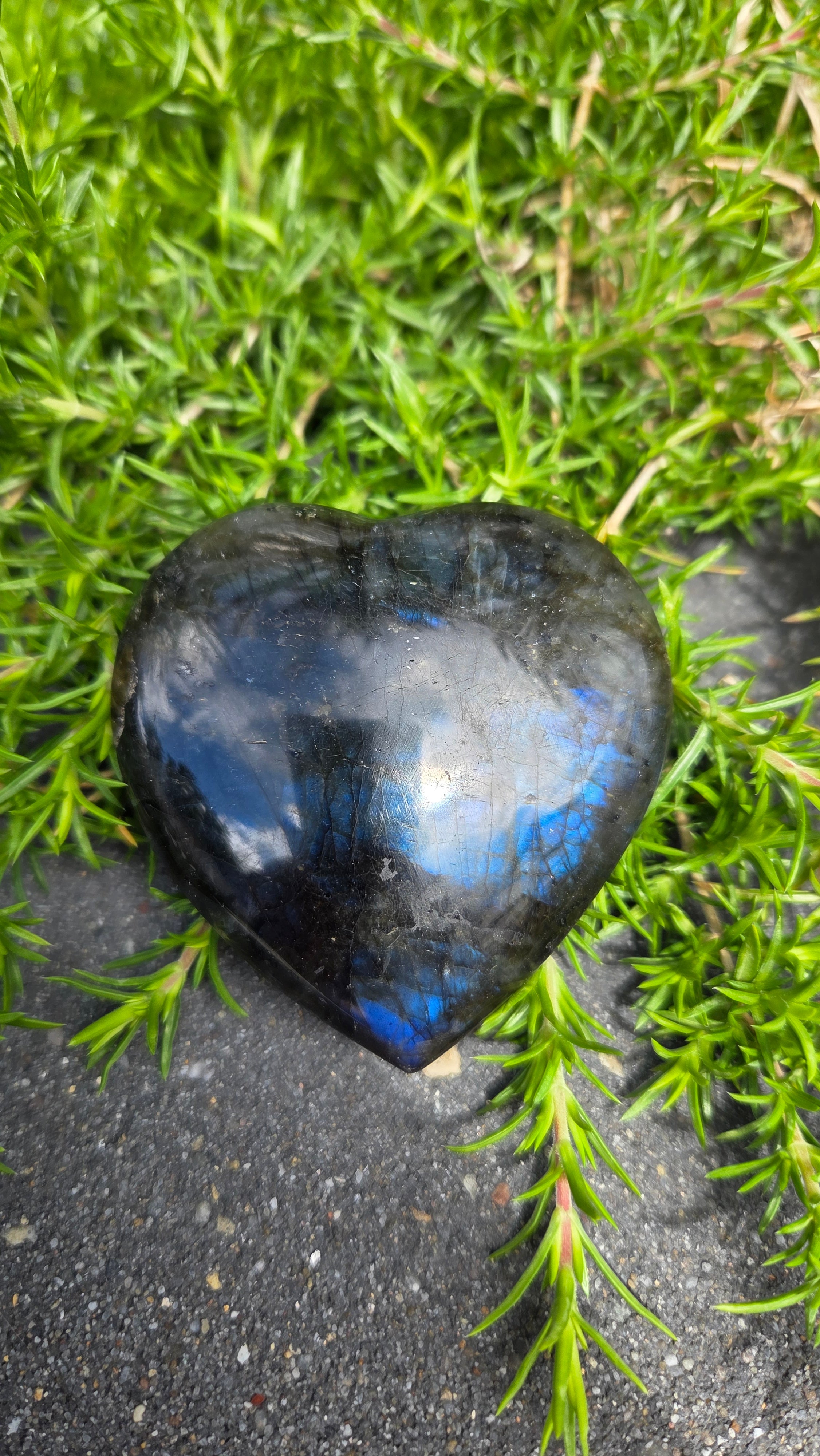 Labradoriet hart