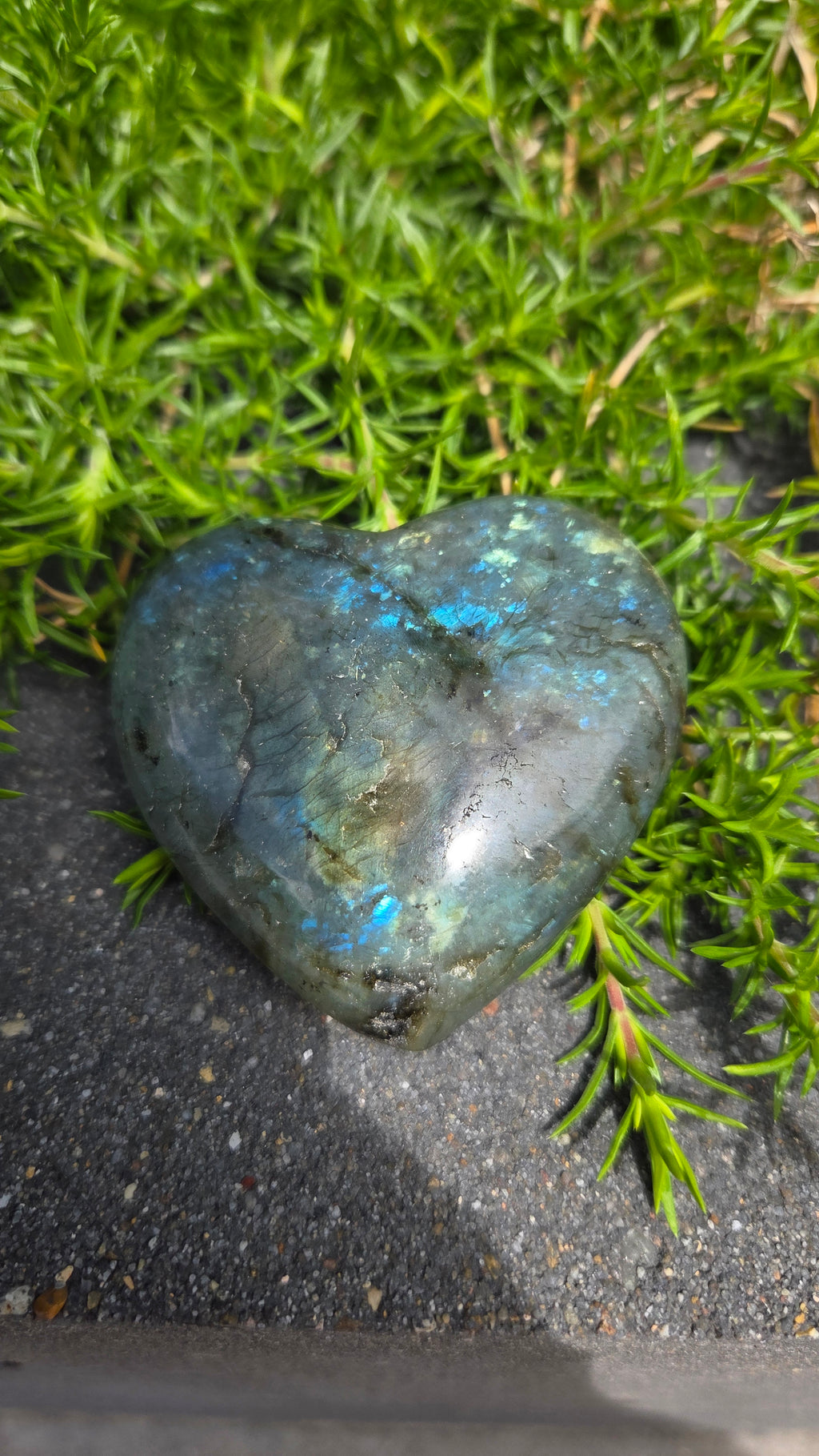 Labradoriet hart