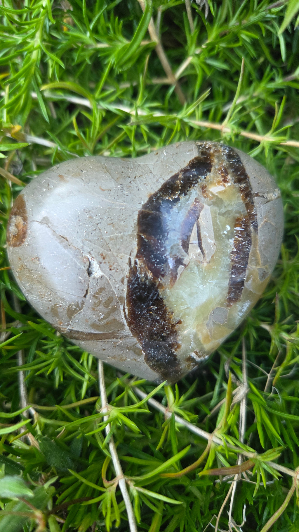 Septarie hart