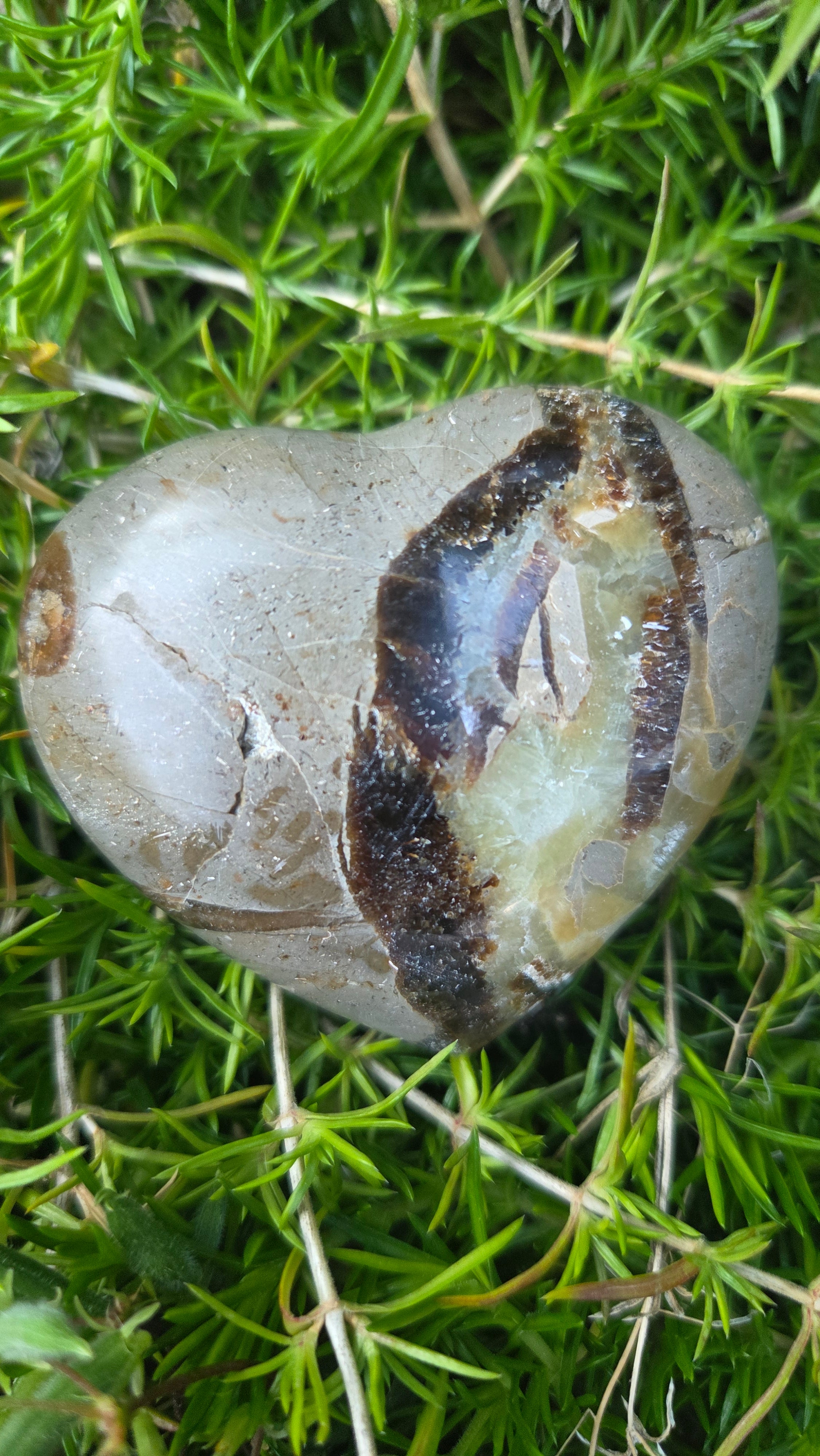 Septarie hart