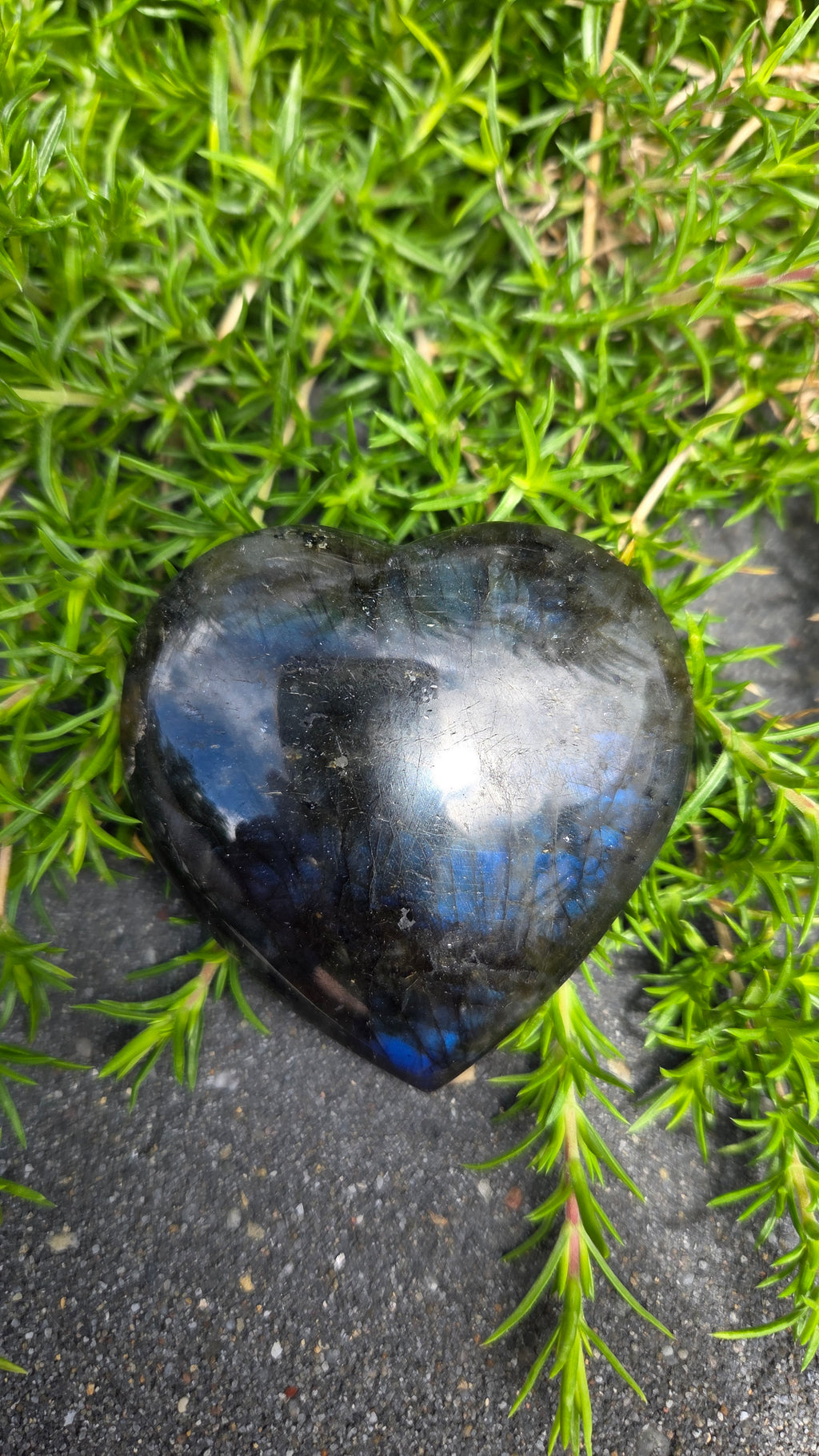 Labradoriet hart