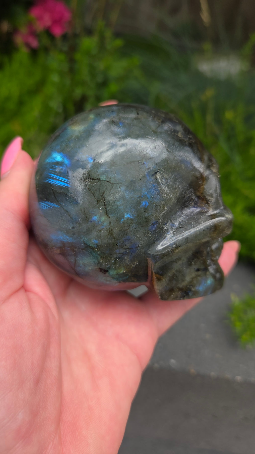 Labradoriet skull