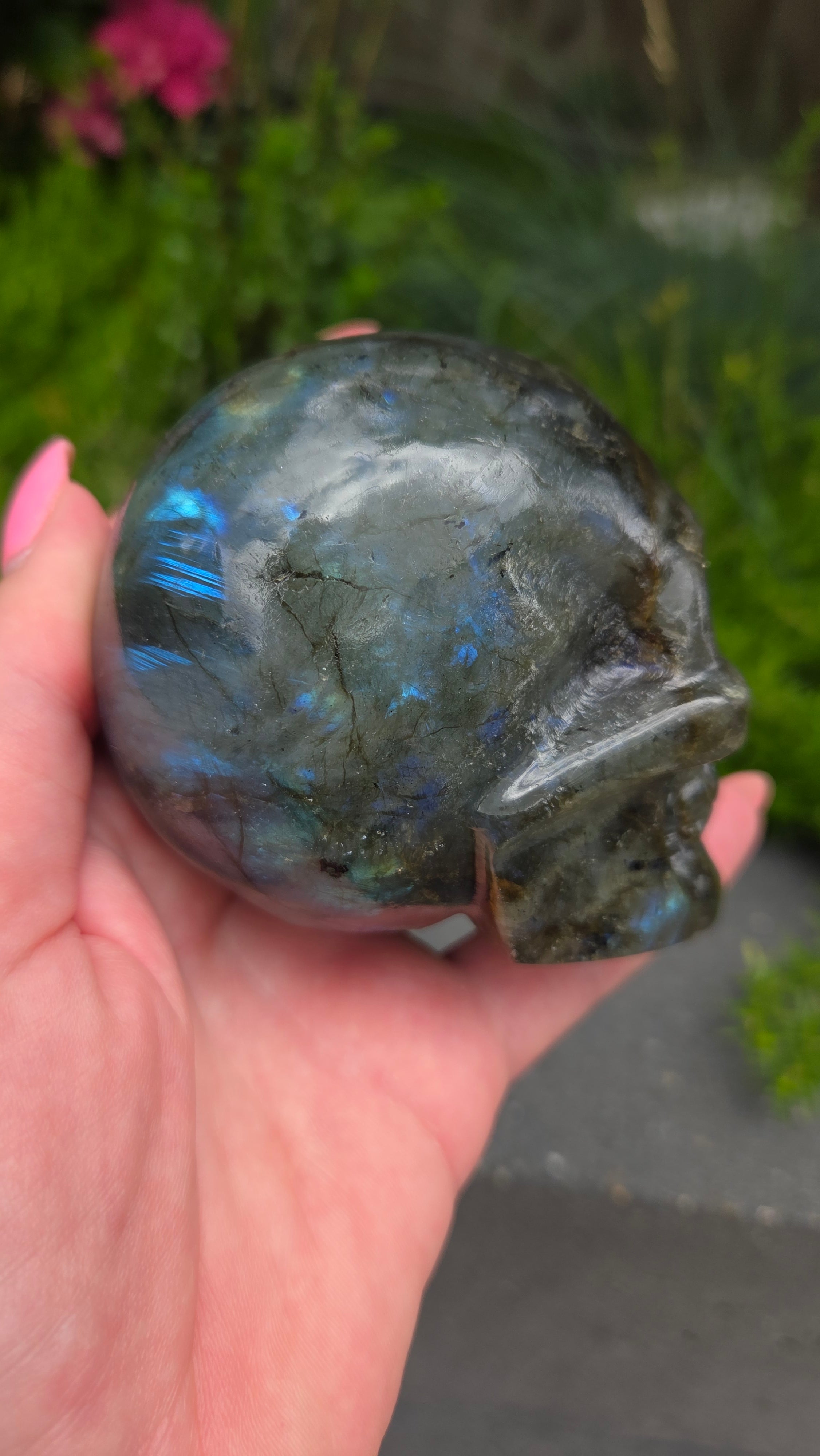 Labradoriet skull