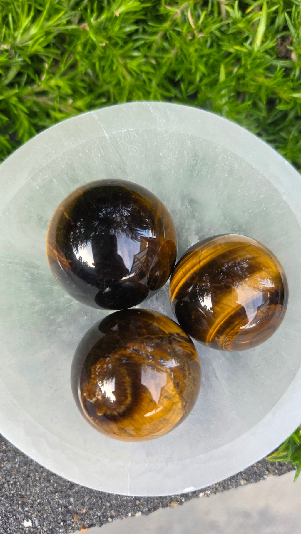 AA kwaliteit tijgeroog bollen