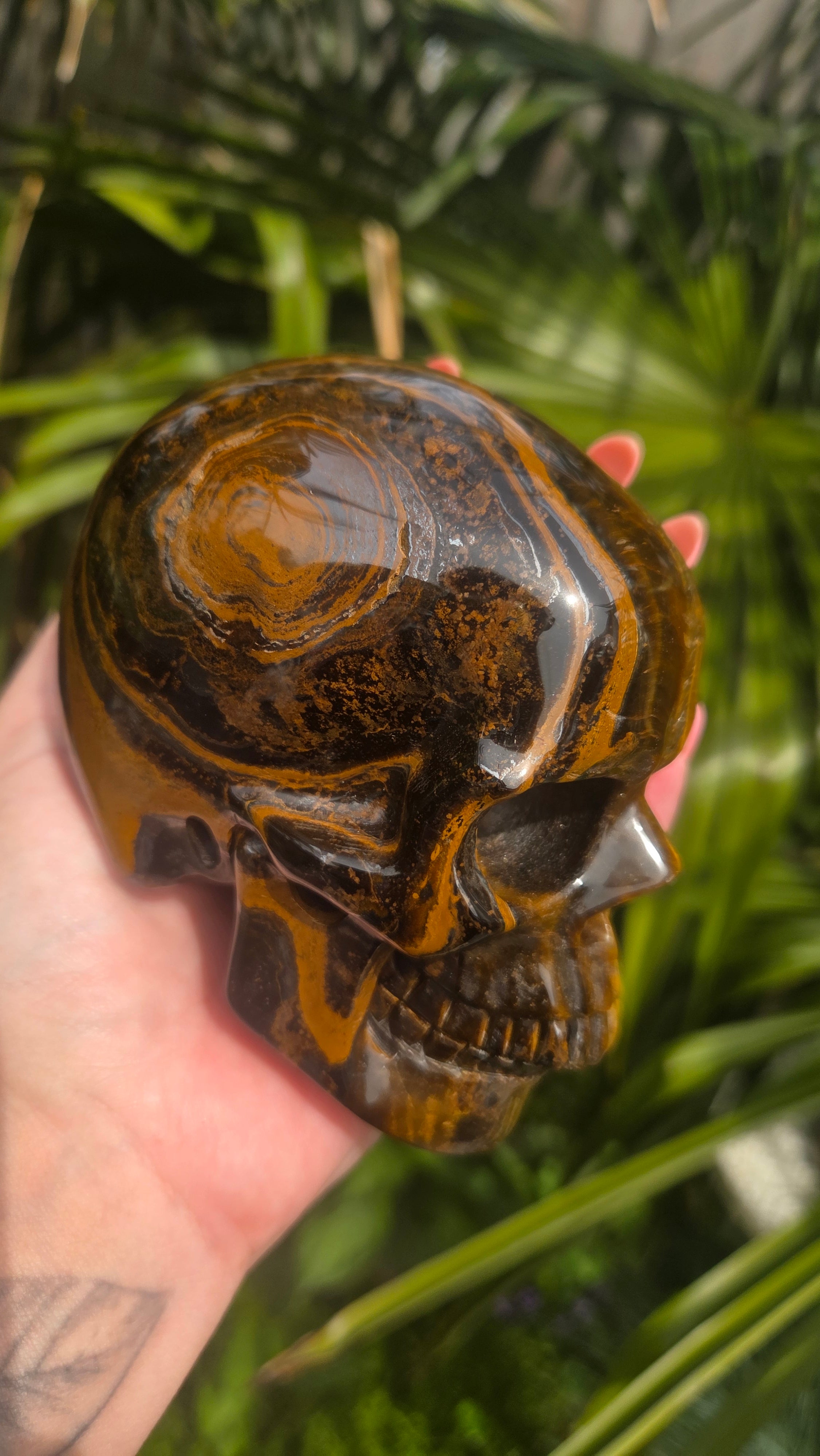 A++ kwaliteit tijgeroog skull
