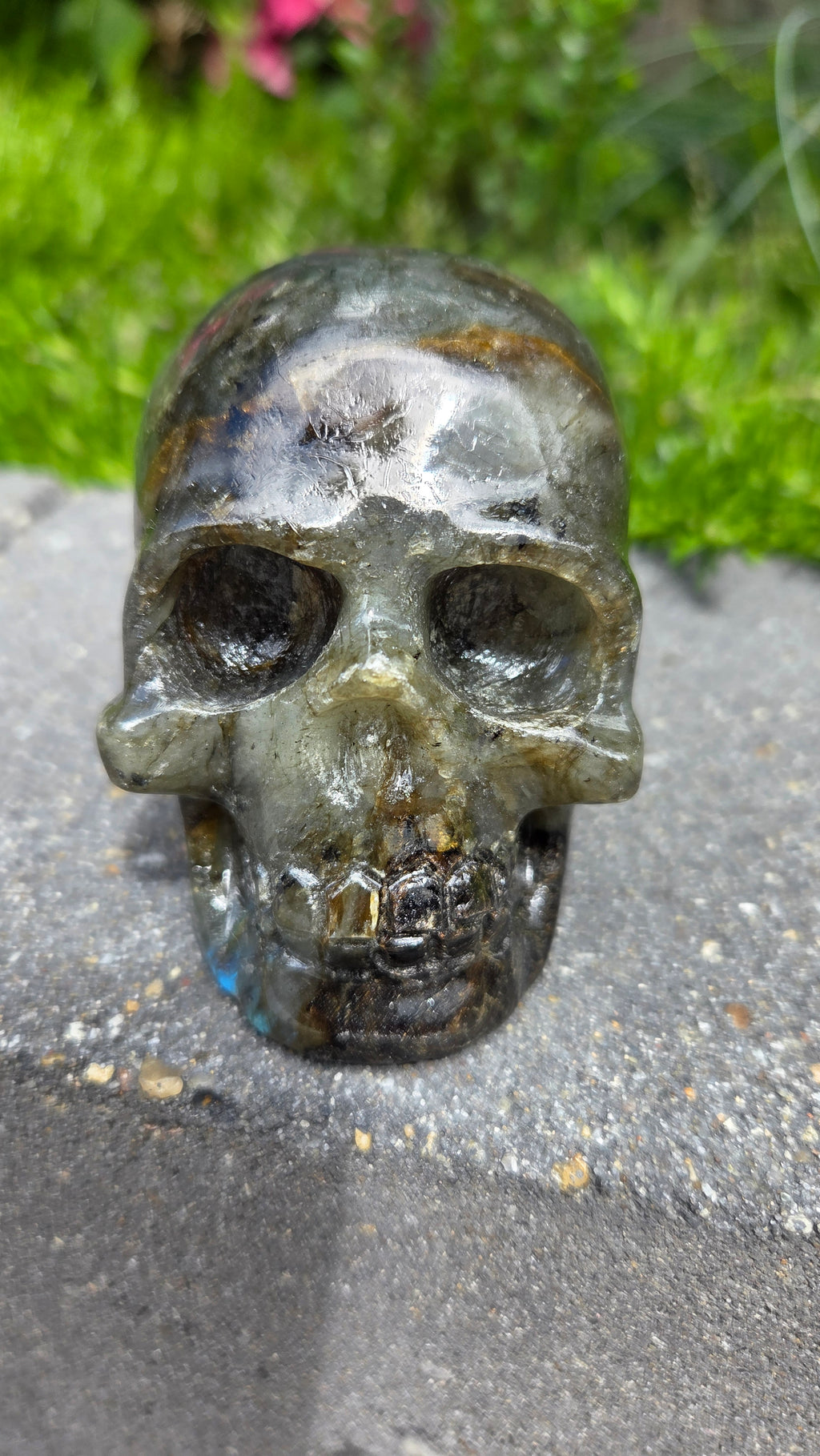 Labradoriet skull
