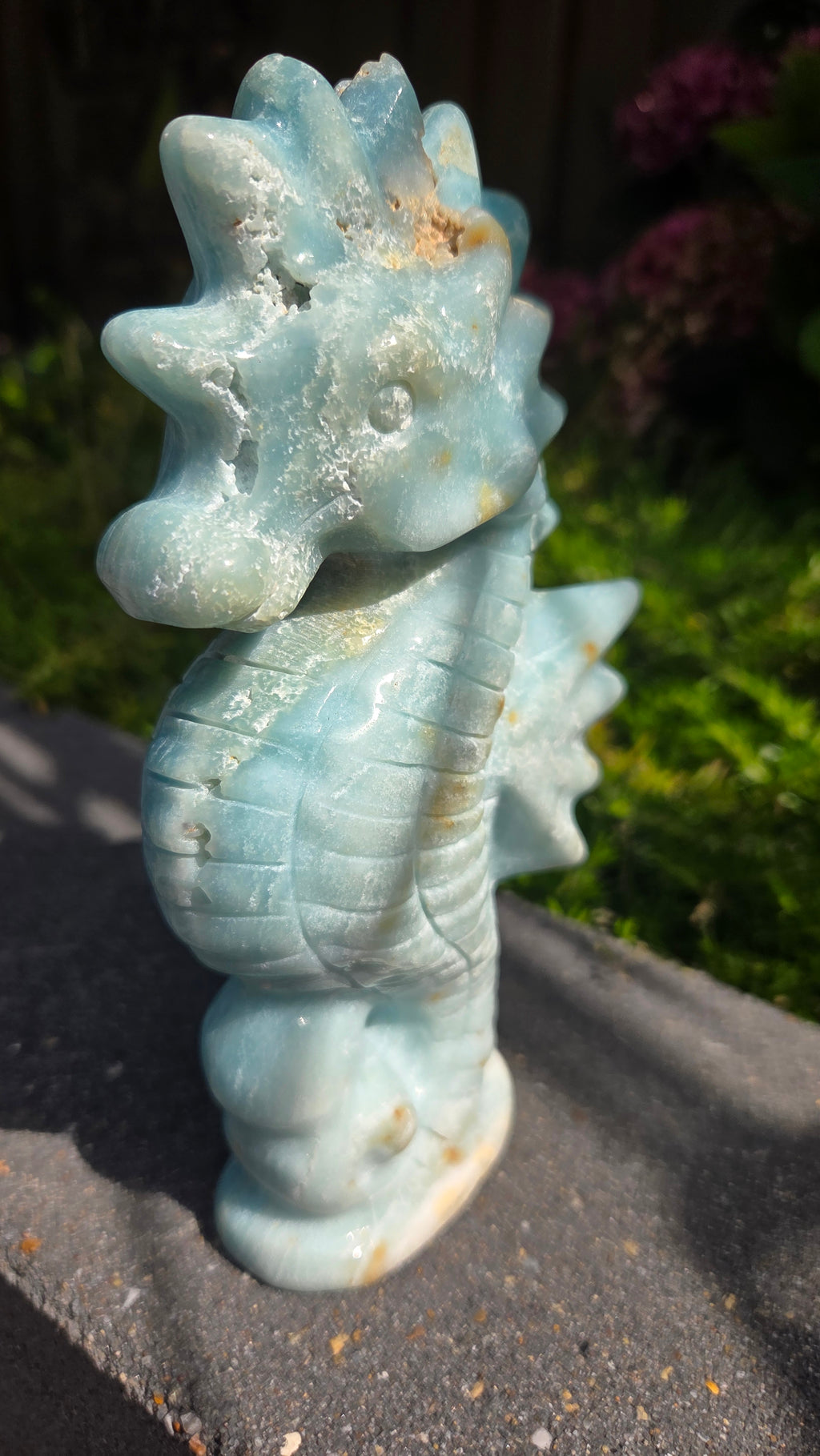 XL amazoniet Zeepaard zeldzaam