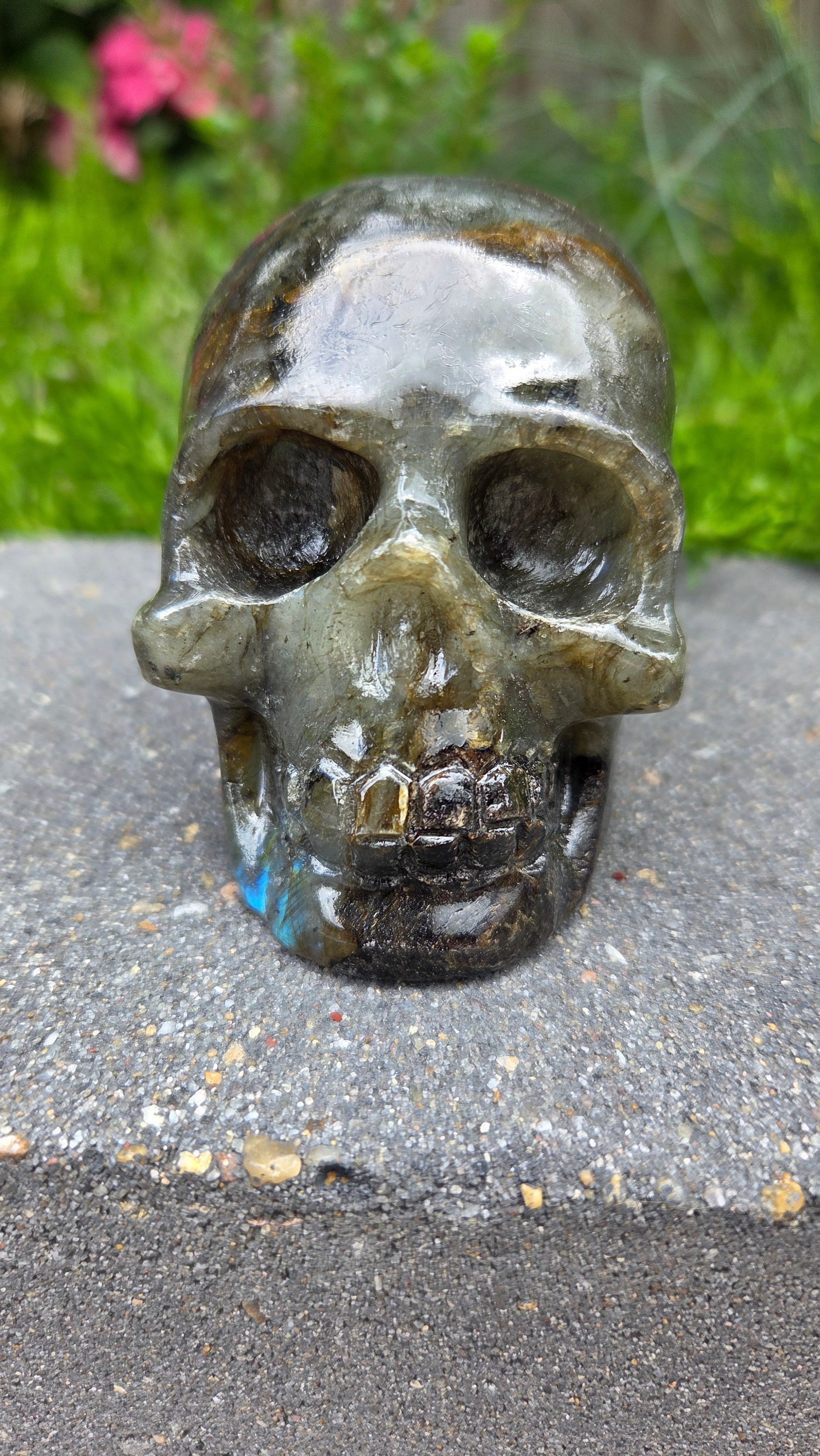 Labradoriet skull