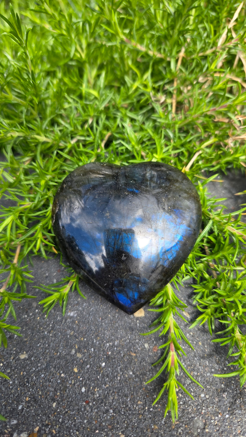 Labradoriet hart