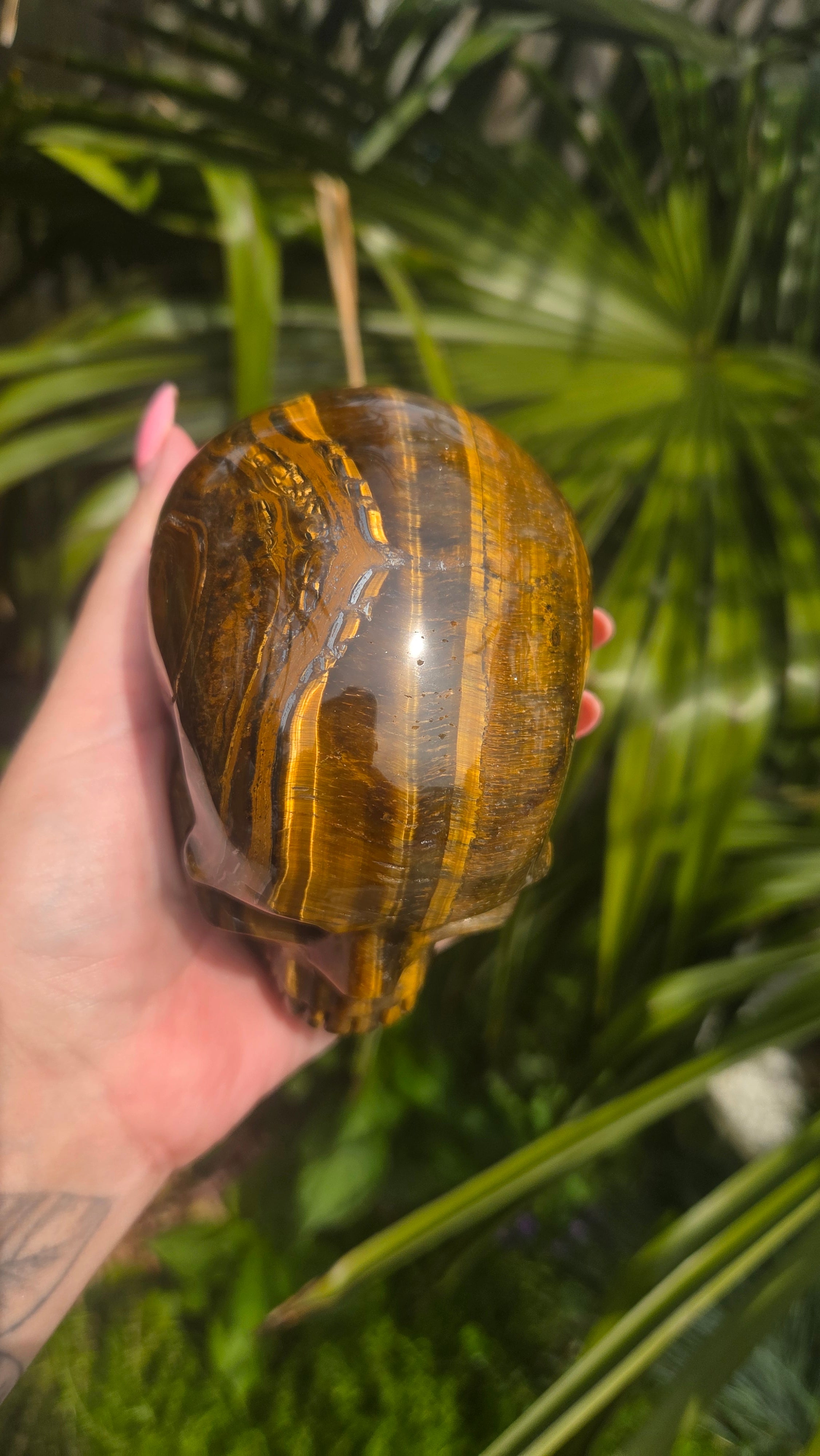 A++ kwaliteit tijgeroog skull