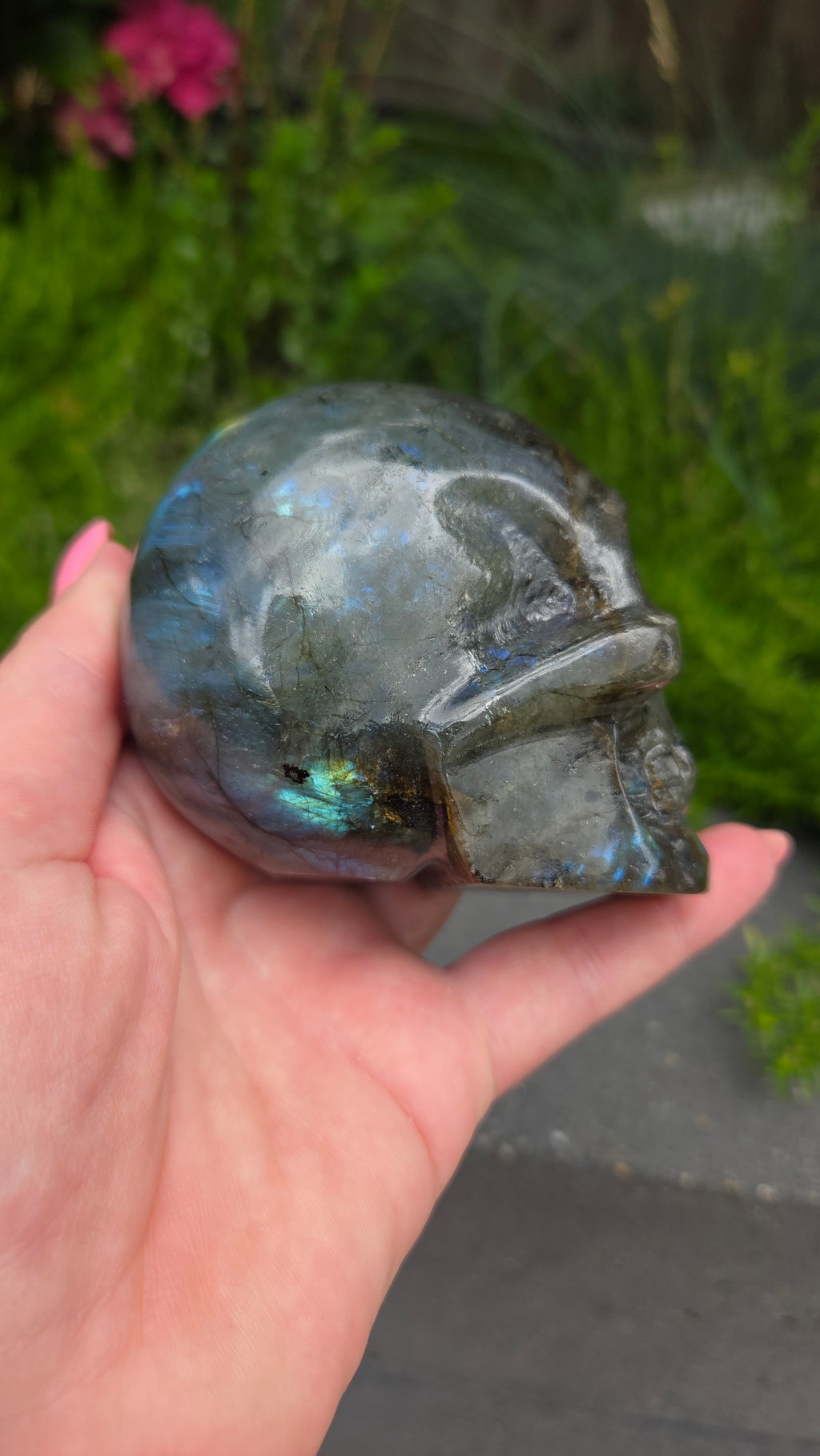 Labradoriet skull