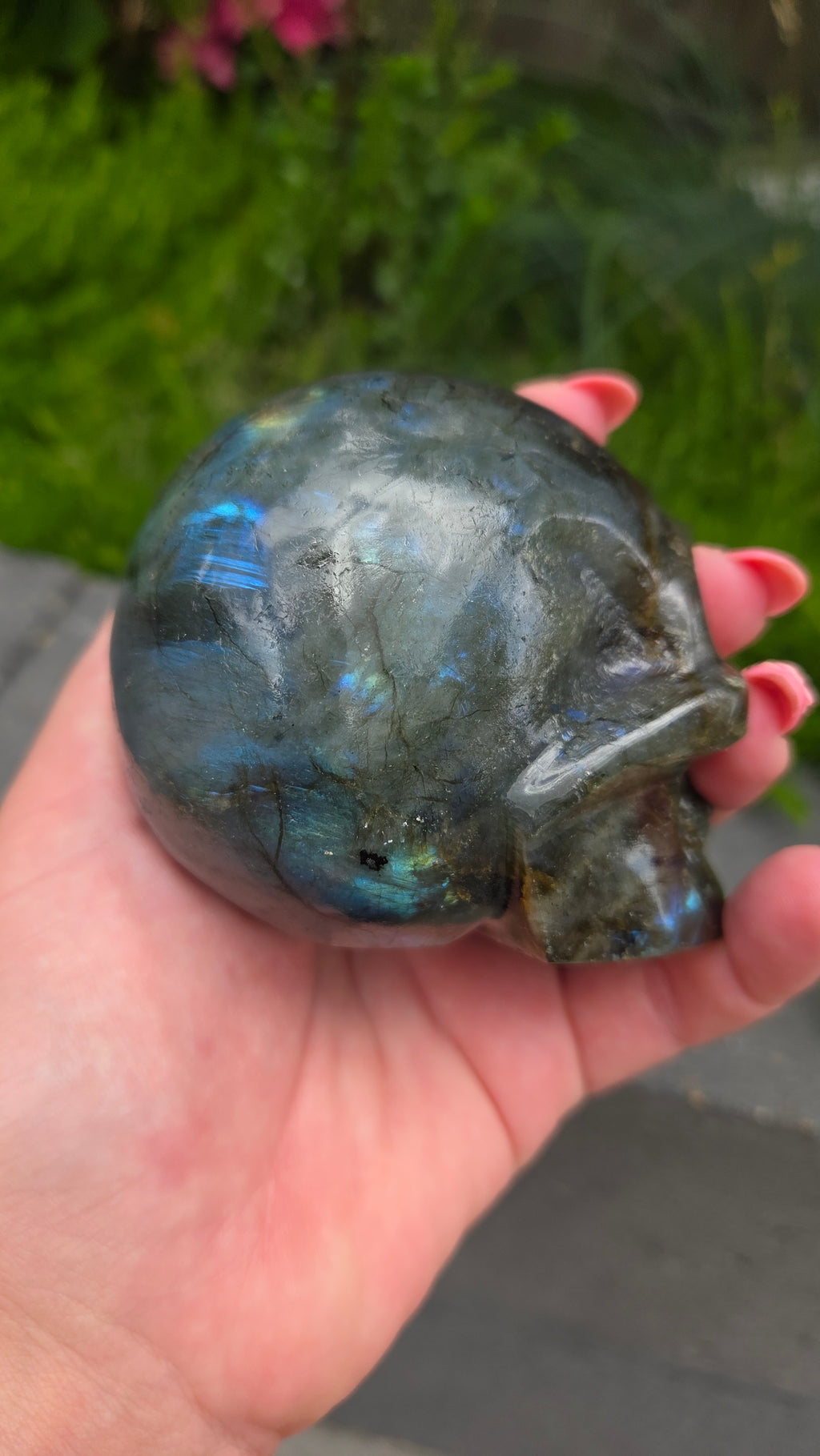 Labradoriet skull