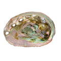 Abalone schelp