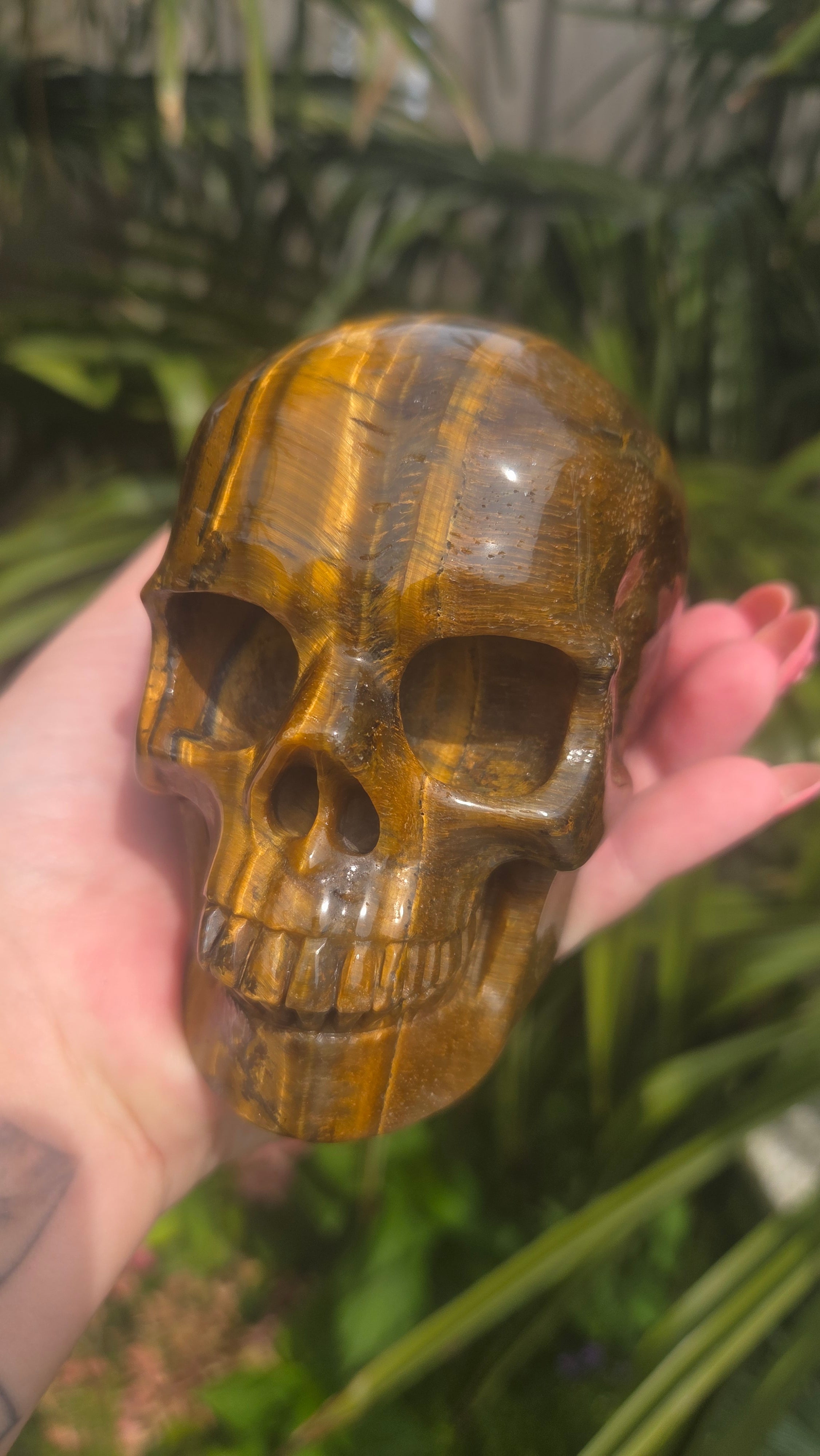 A++ kwaliteit tijgeroog skull