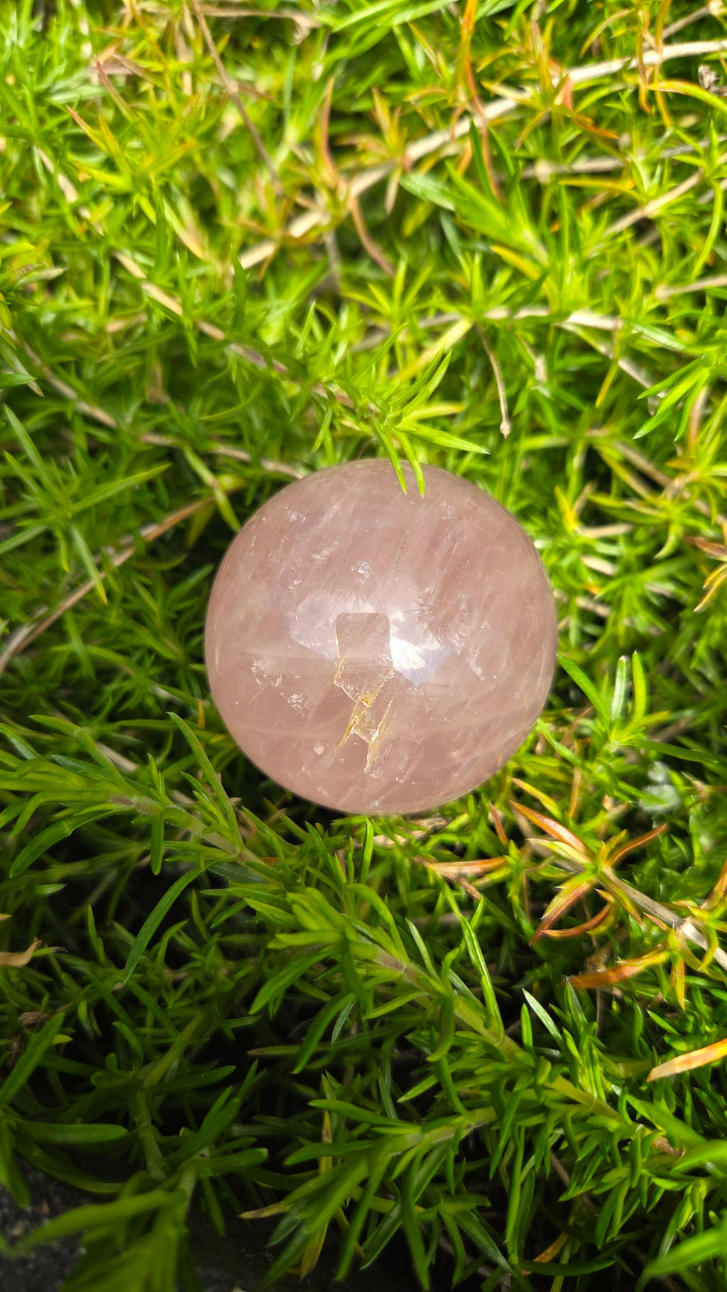 Rozenkwarts bol