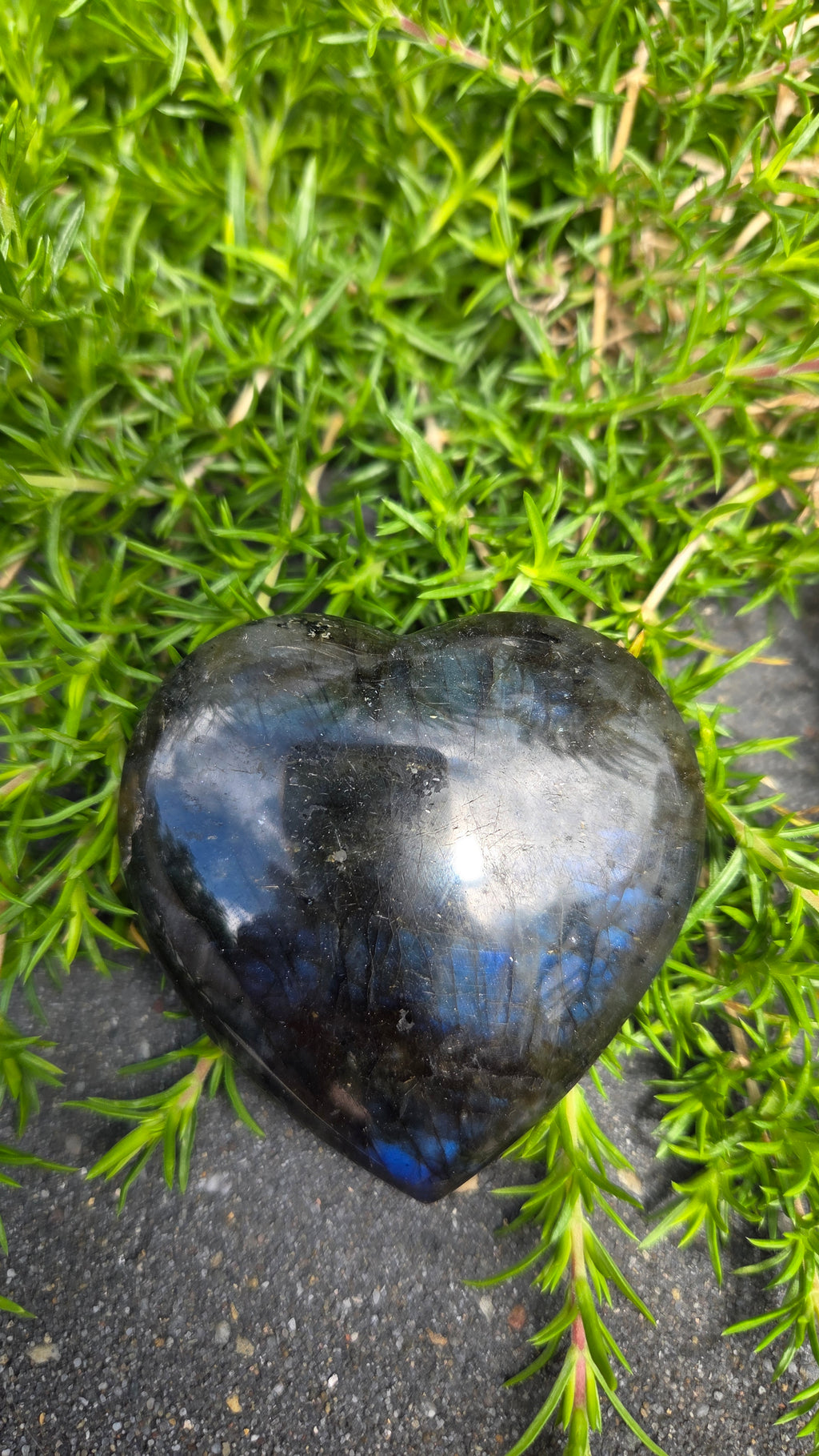 Labradoriet hart