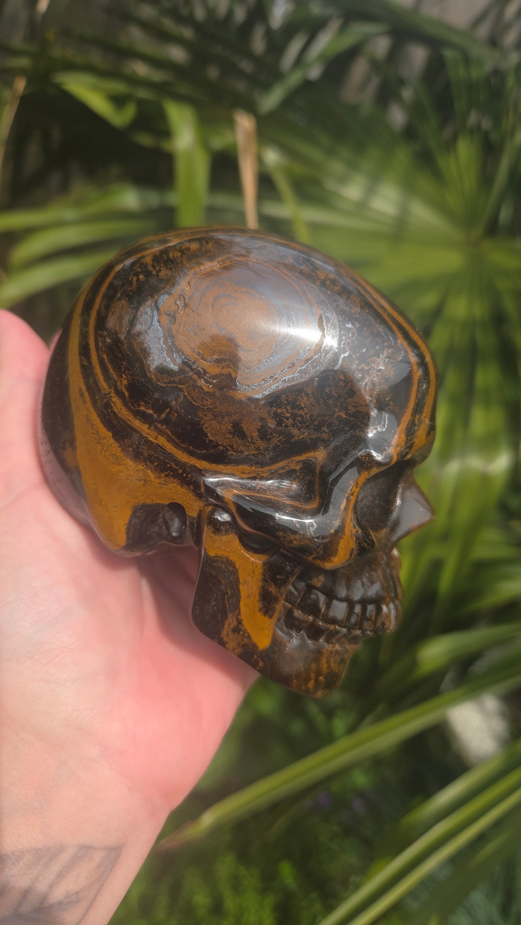 A++ kwaliteit tijgeroog skull