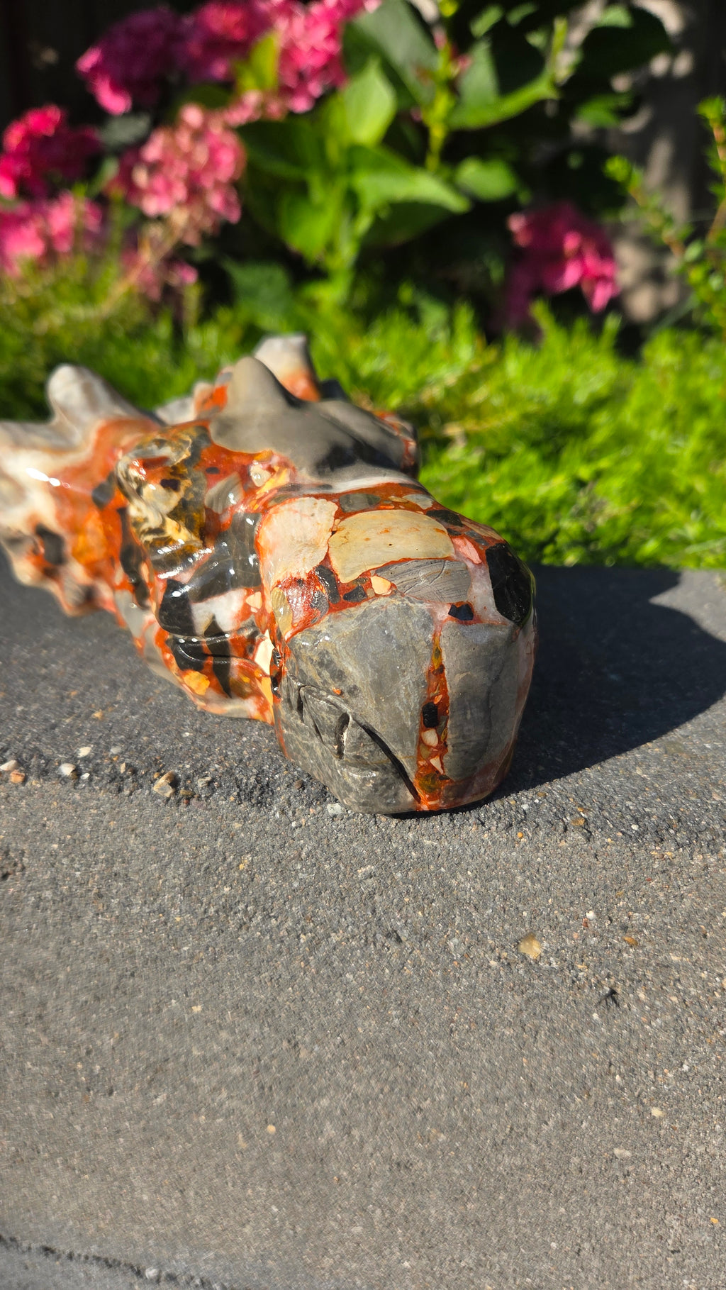 Drakenschedel
