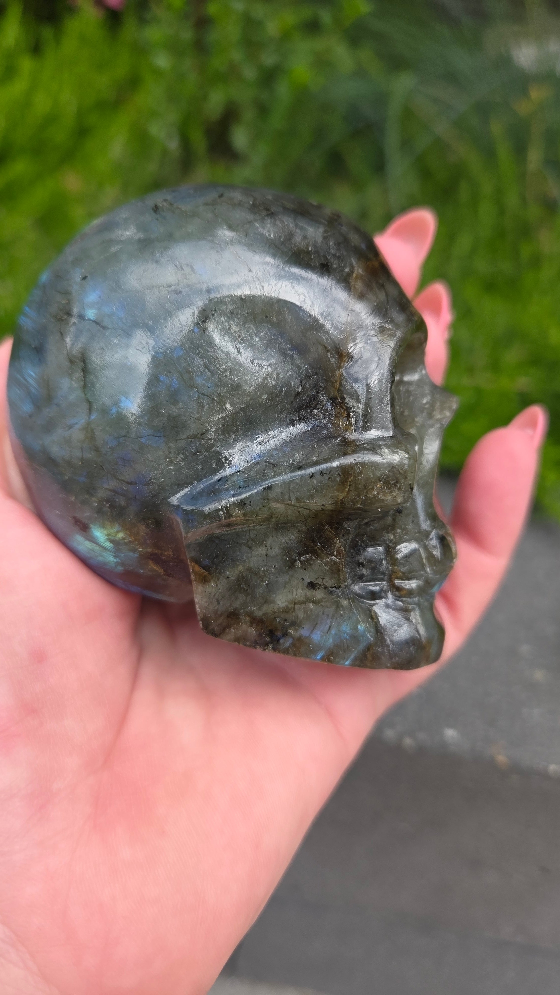 Labradoriet skull