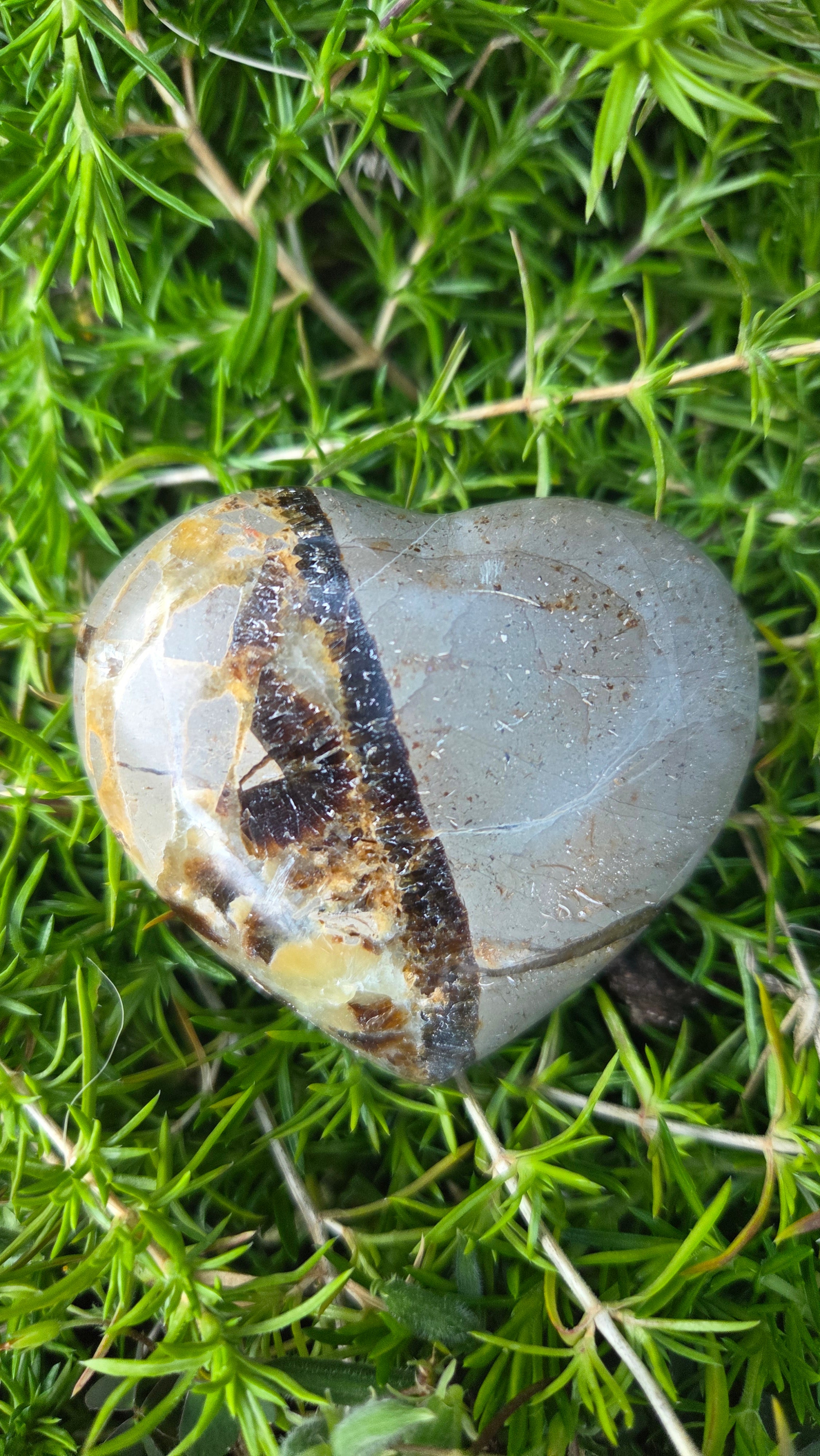 Septarie hart