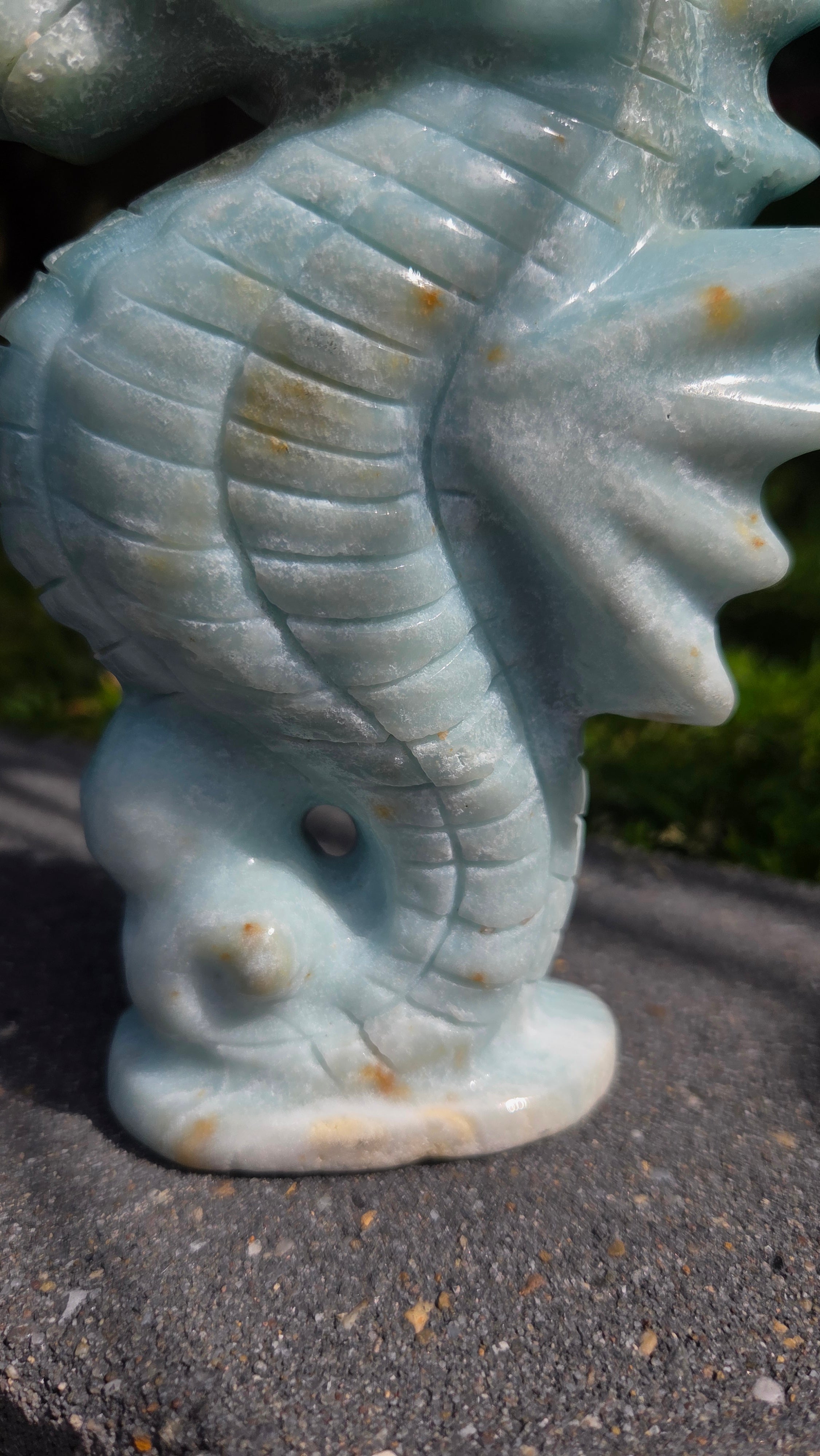 XL amazoniet Zeepaard zeldzaam