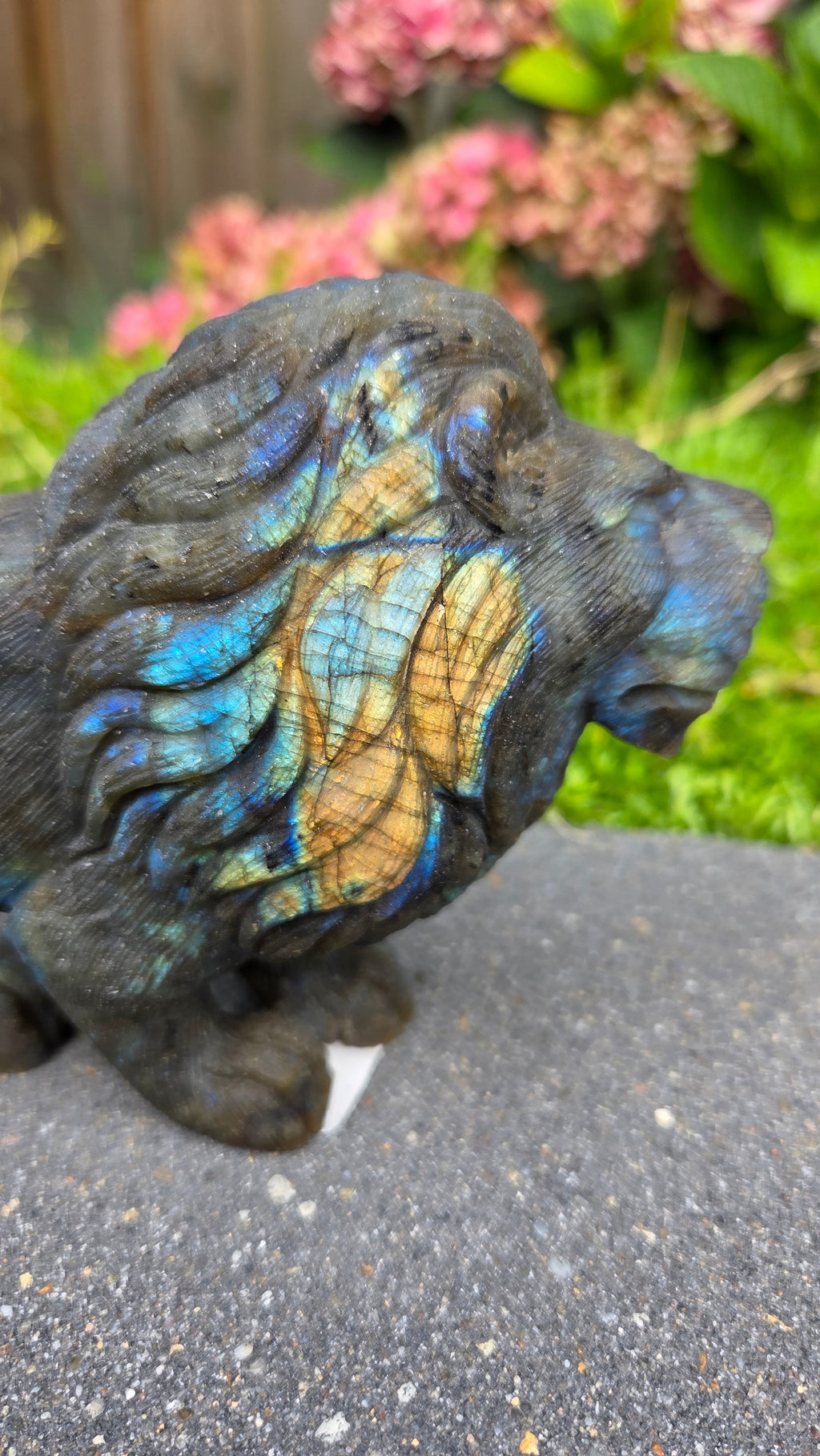 Zeldzame labradoriet carving leeuw