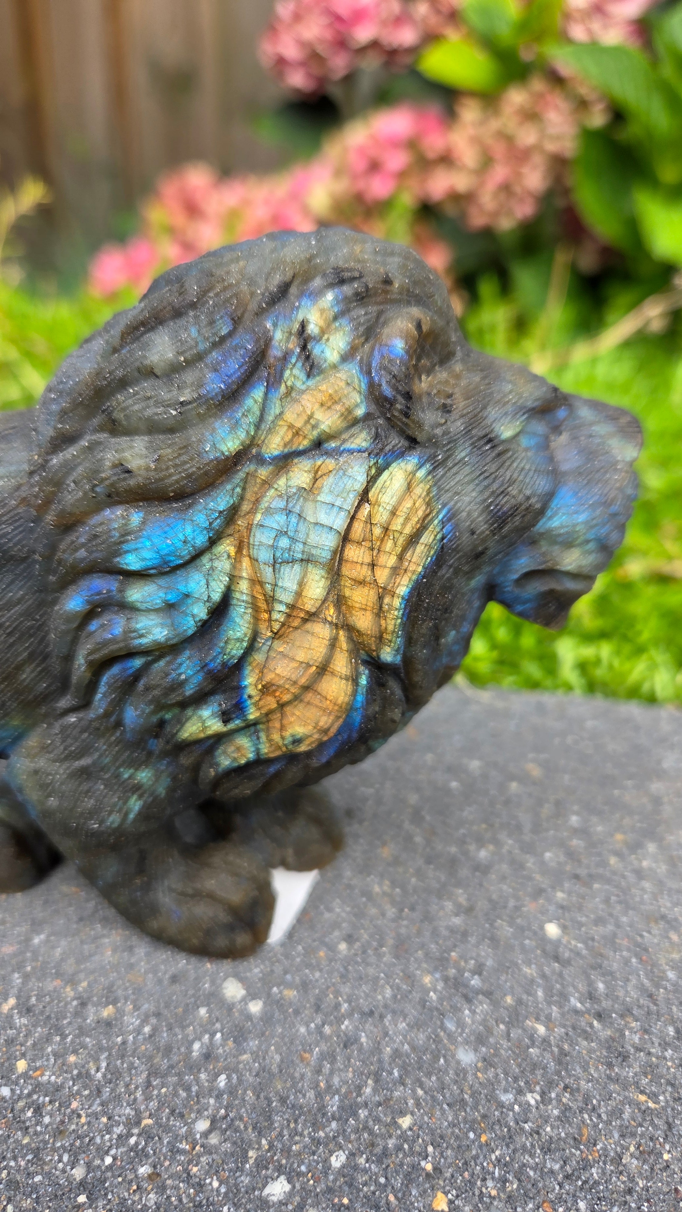 Zeldzame labradoriet carving leeuw