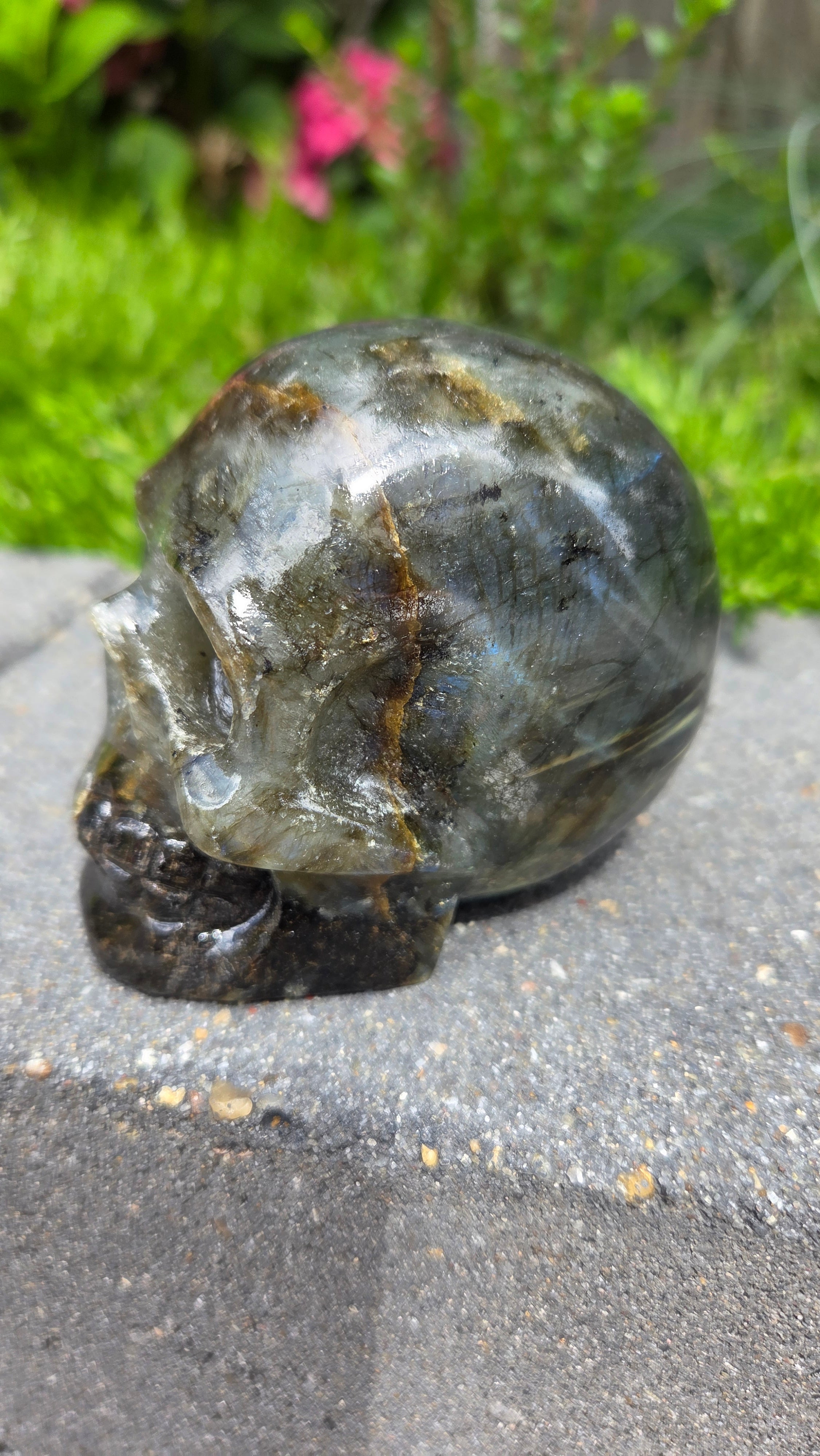 Labradoriet skull