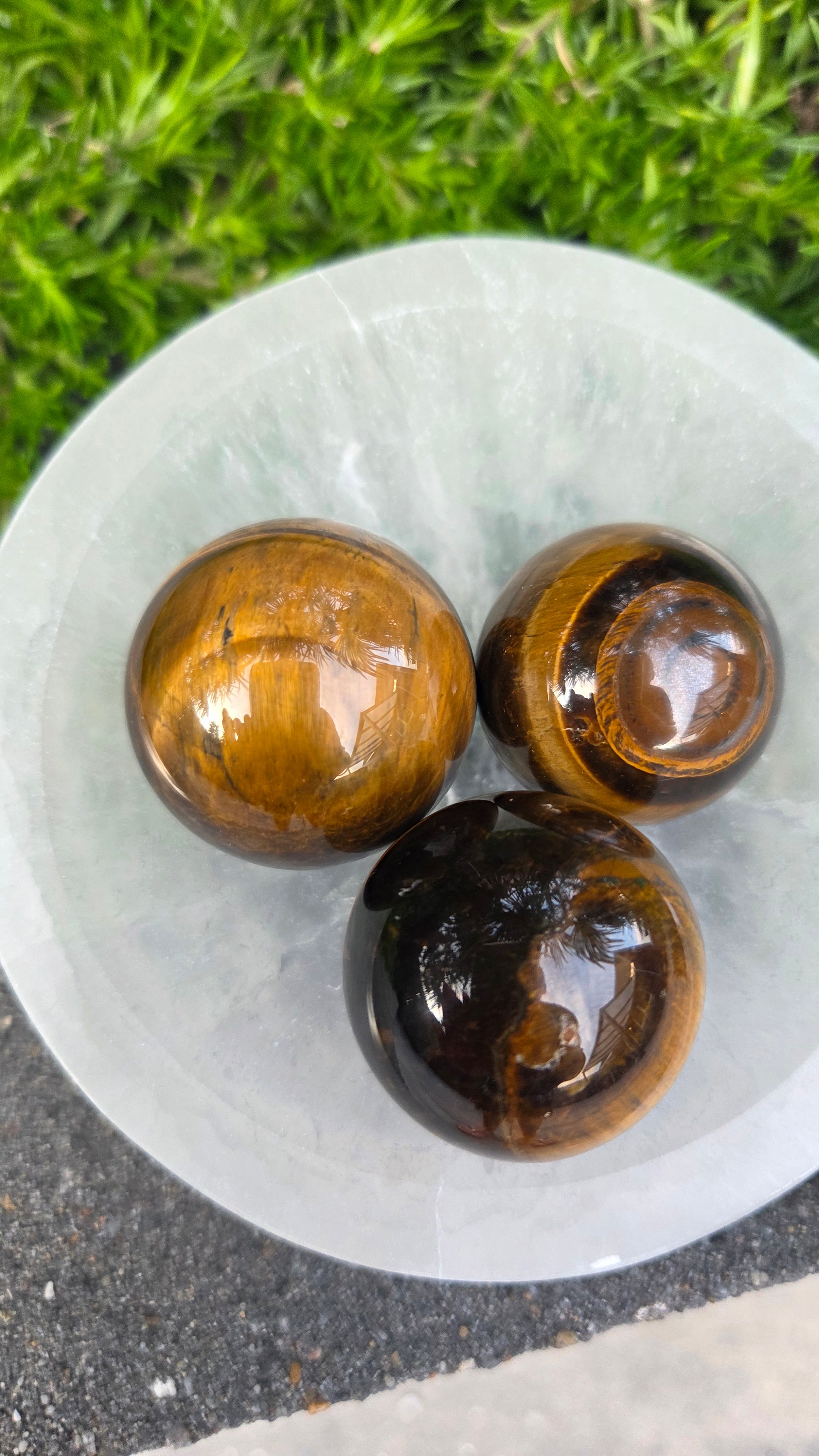 AA kwaliteit tijgeroog bollen