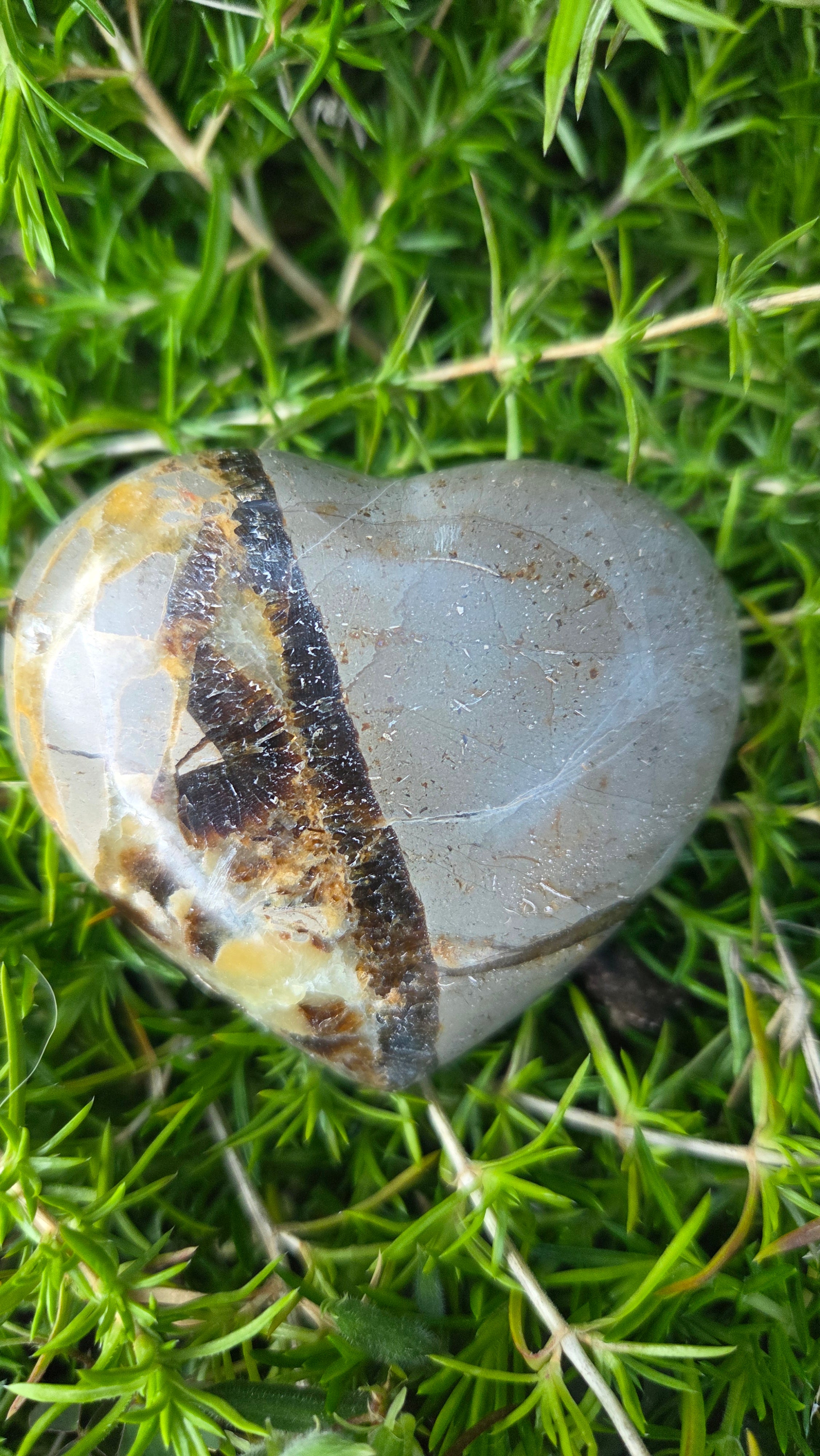 Septarie hart