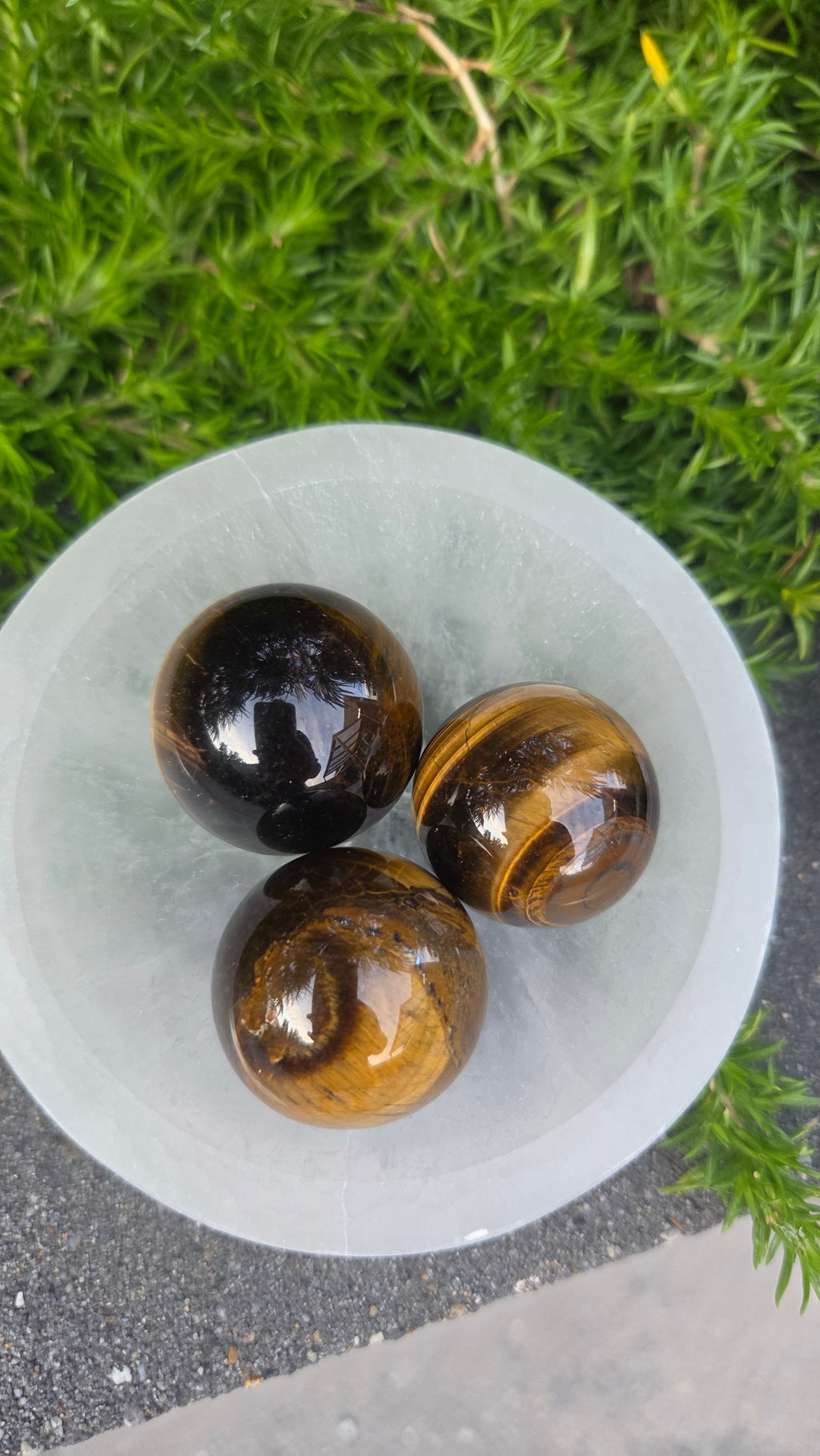 AA kwaliteit tijgeroog bollen