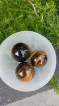 AA kwaliteit tijgeroog bollen