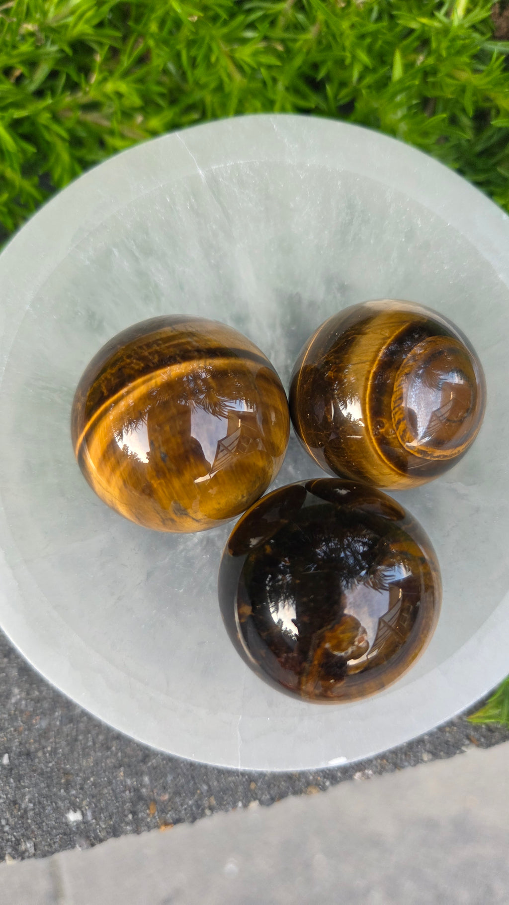 AA kwaliteit tijgeroog bollen