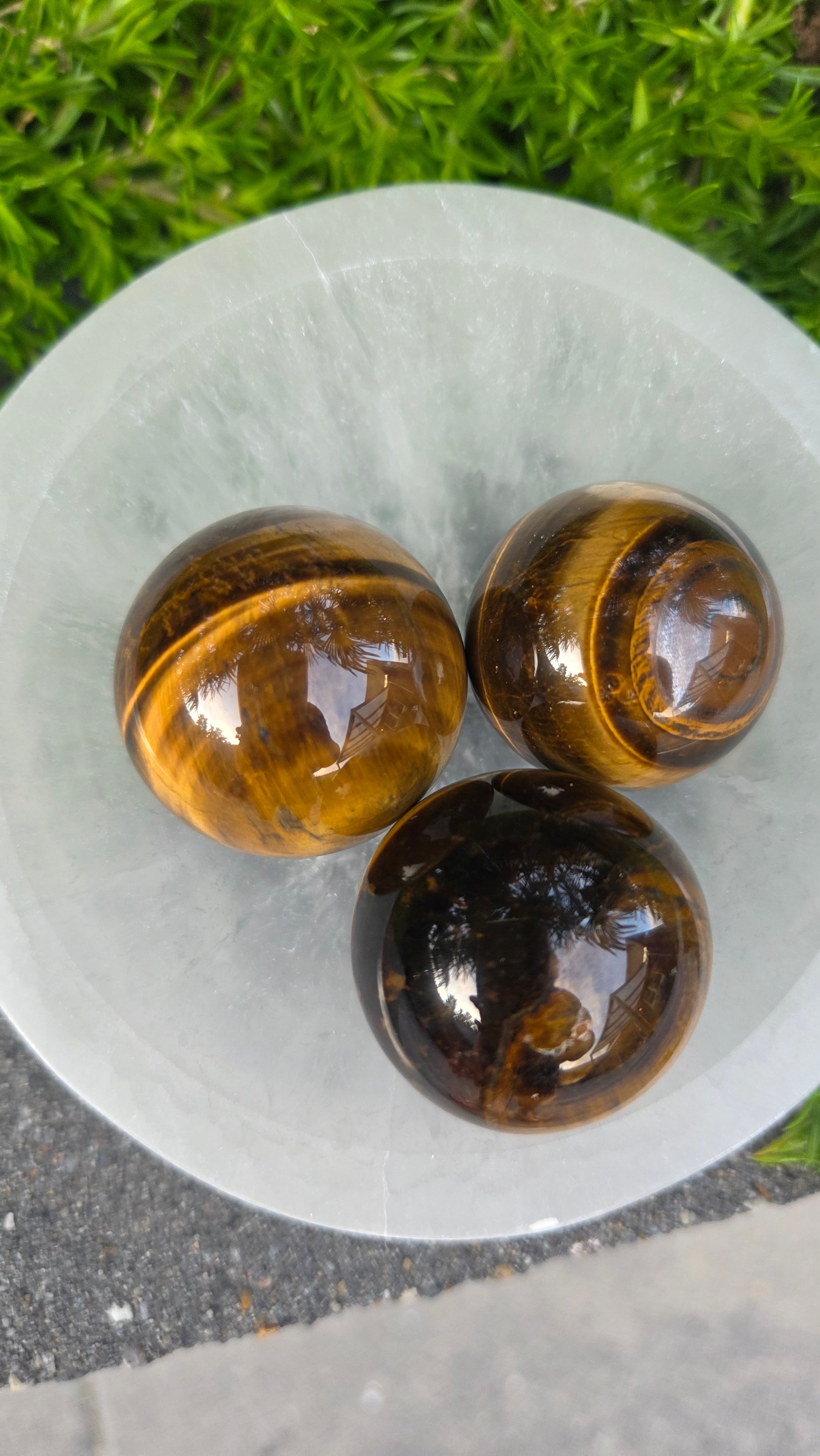 AA kwaliteit tijgeroog bollen