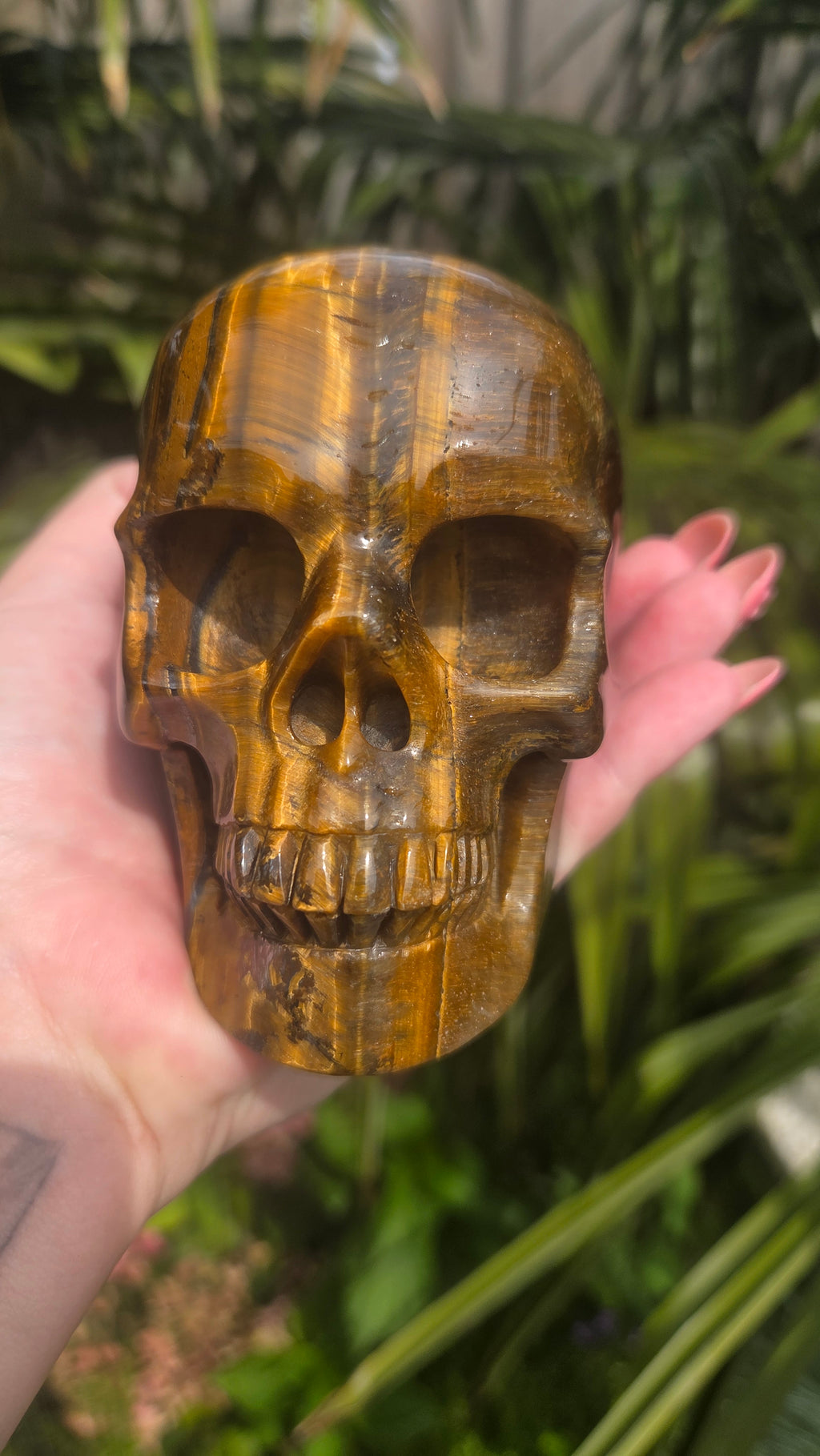 A++ kwaliteit tijgeroog skull