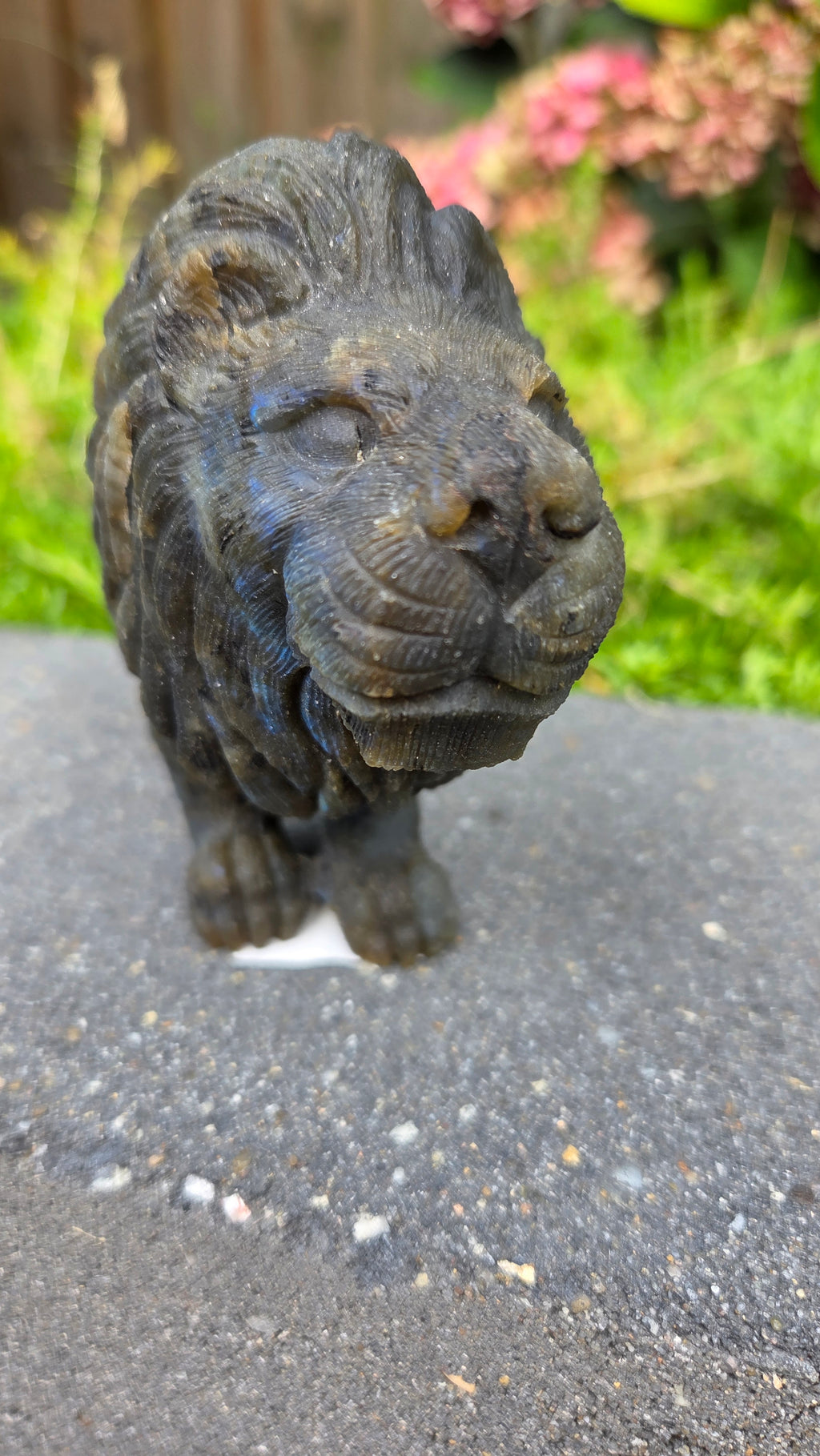 Zeldzame labradoriet carving leeuw