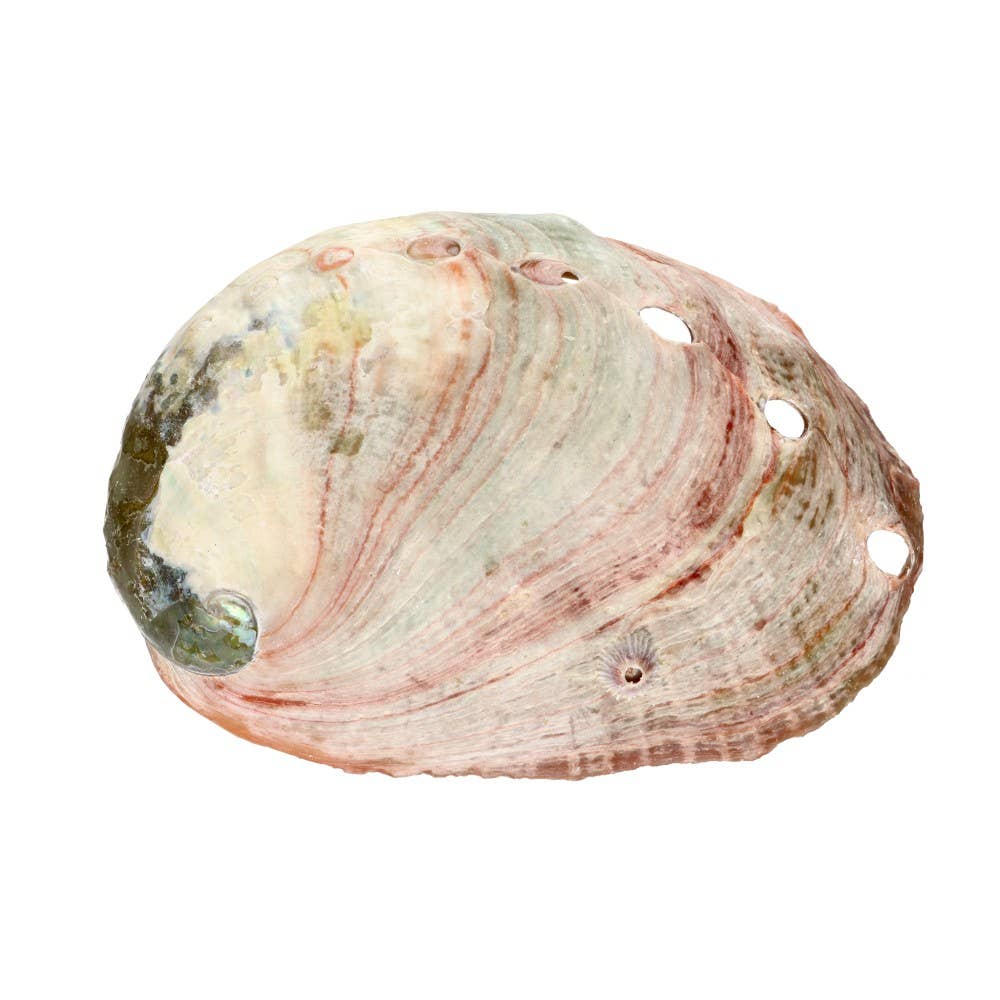 Abalone schelp